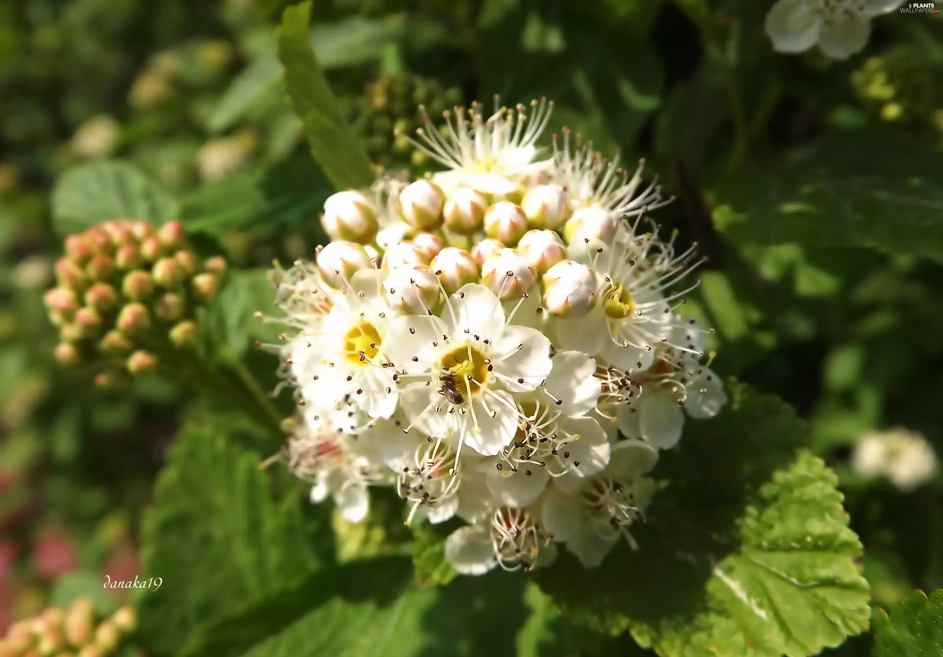 Flowers, Close, Japanese, White, Spiraea