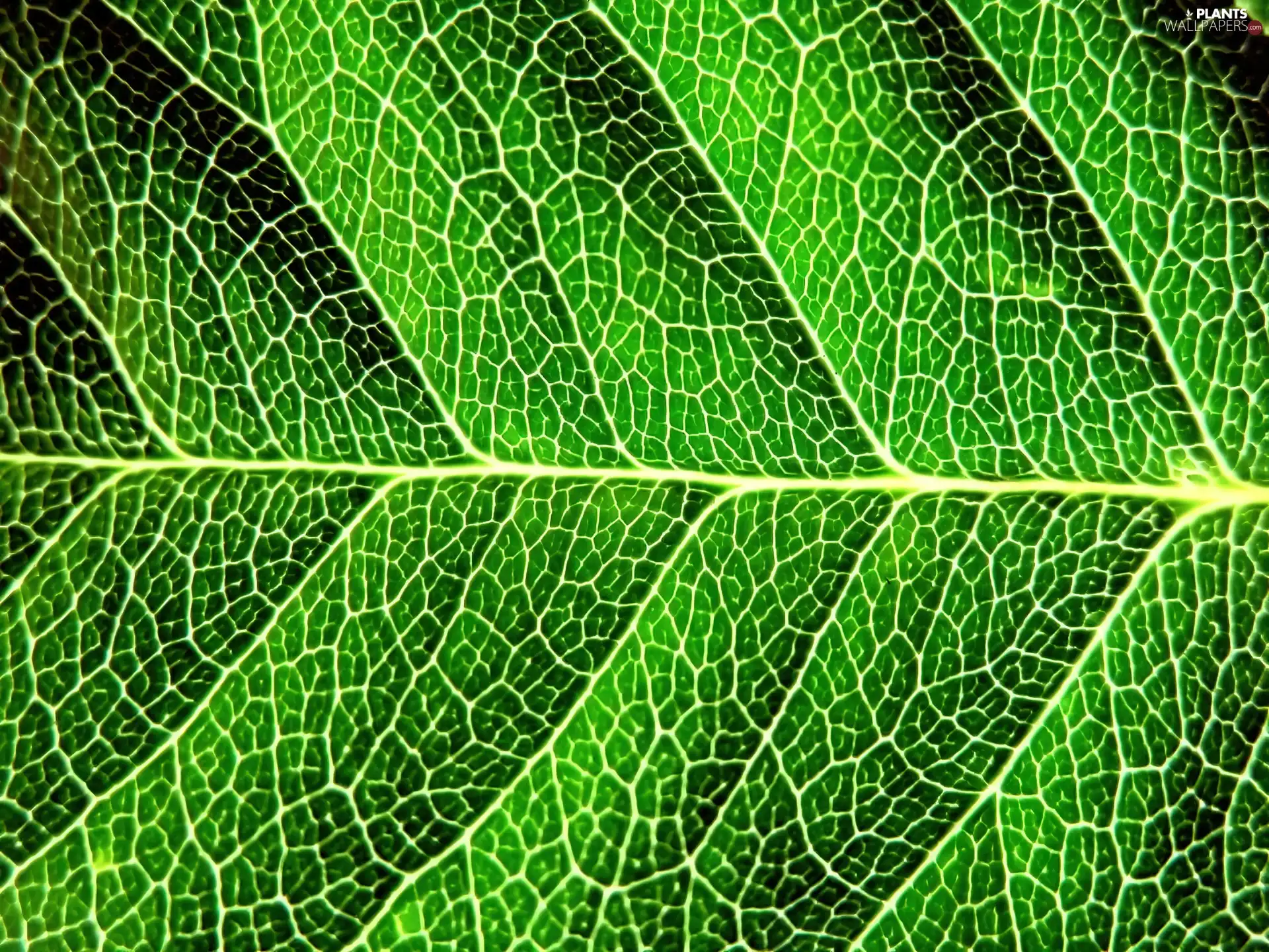 leaf, Close