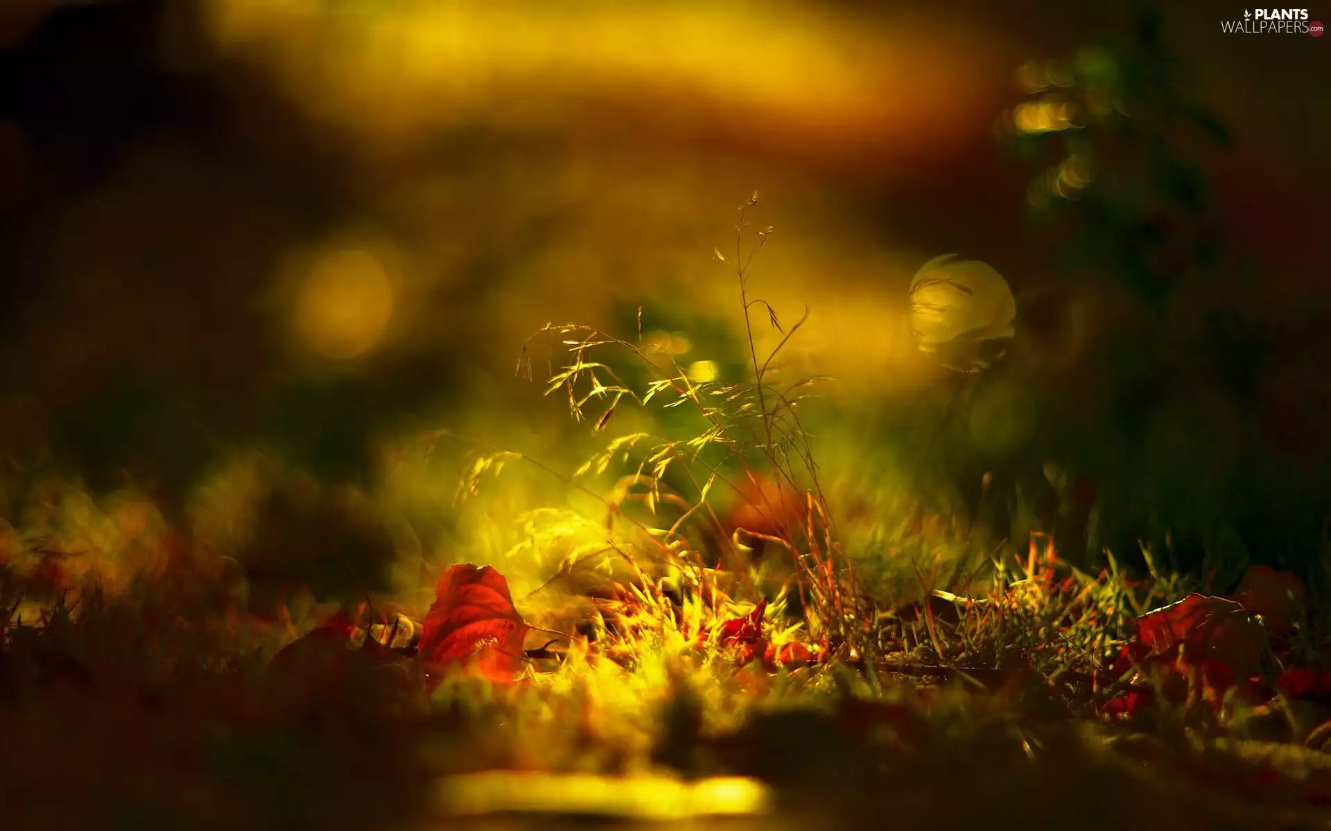grass, autumn, background, Close, fuzzy, Leaf