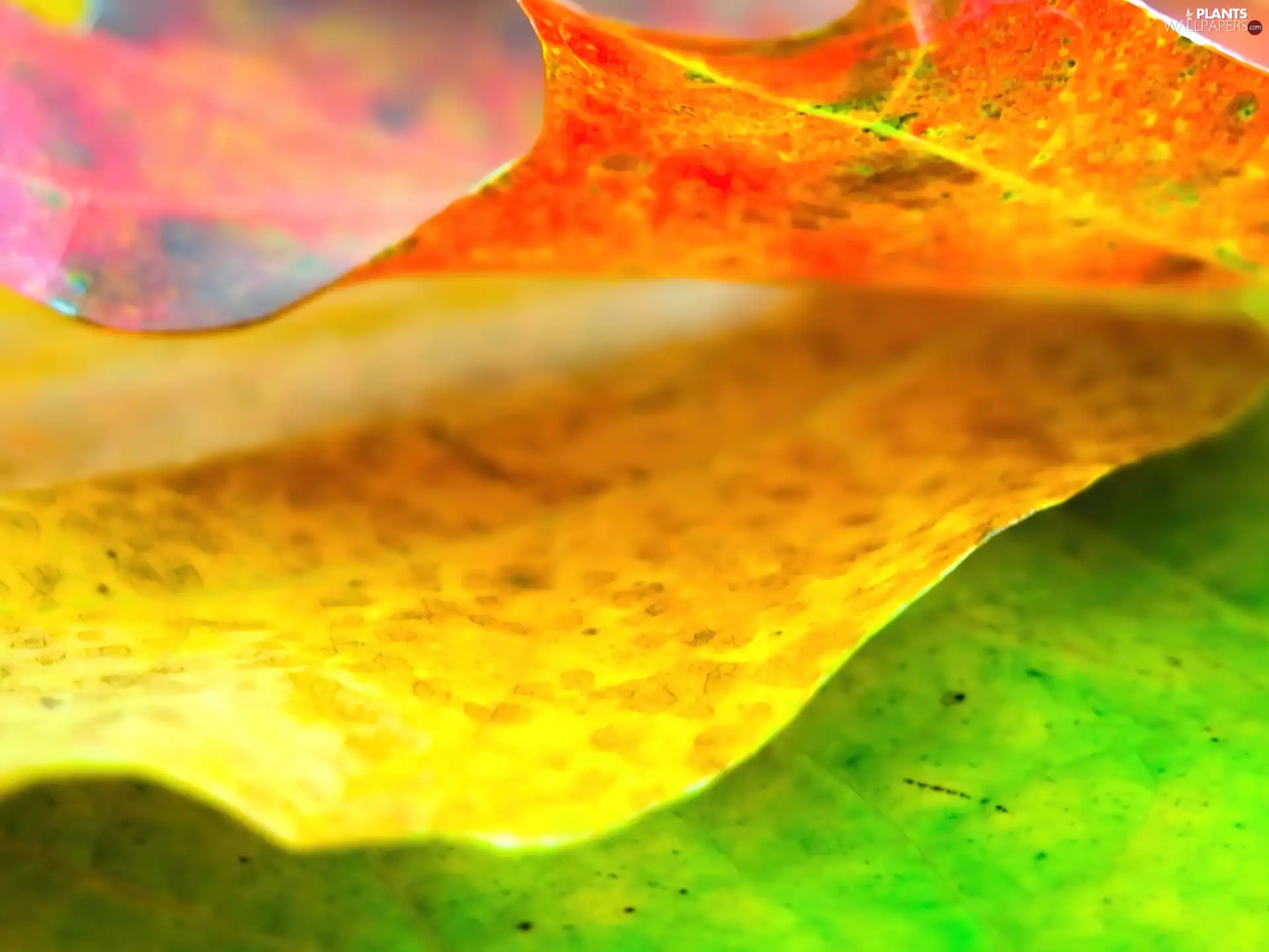 Close, color, leaf