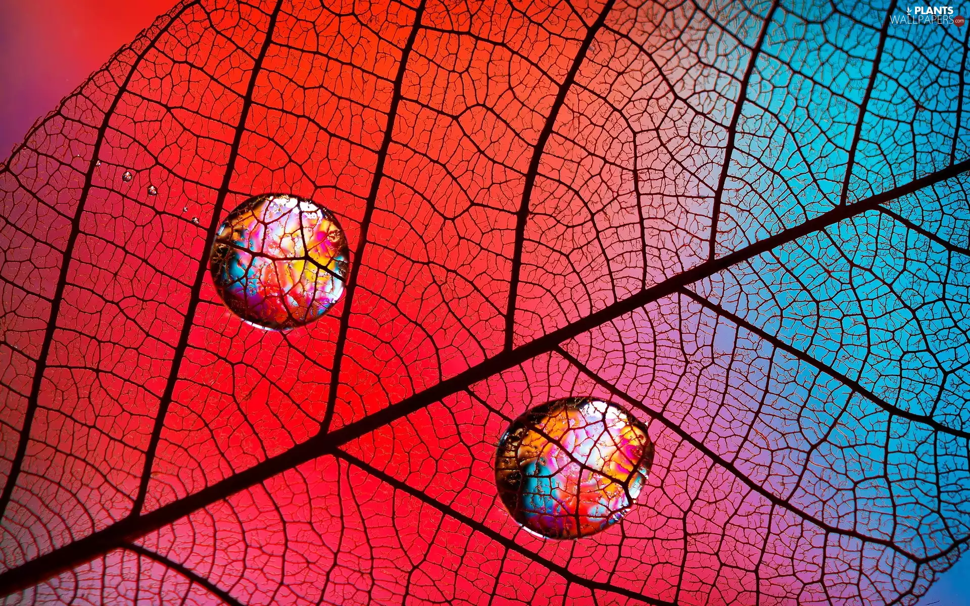 water, Close, leaf, drops, color