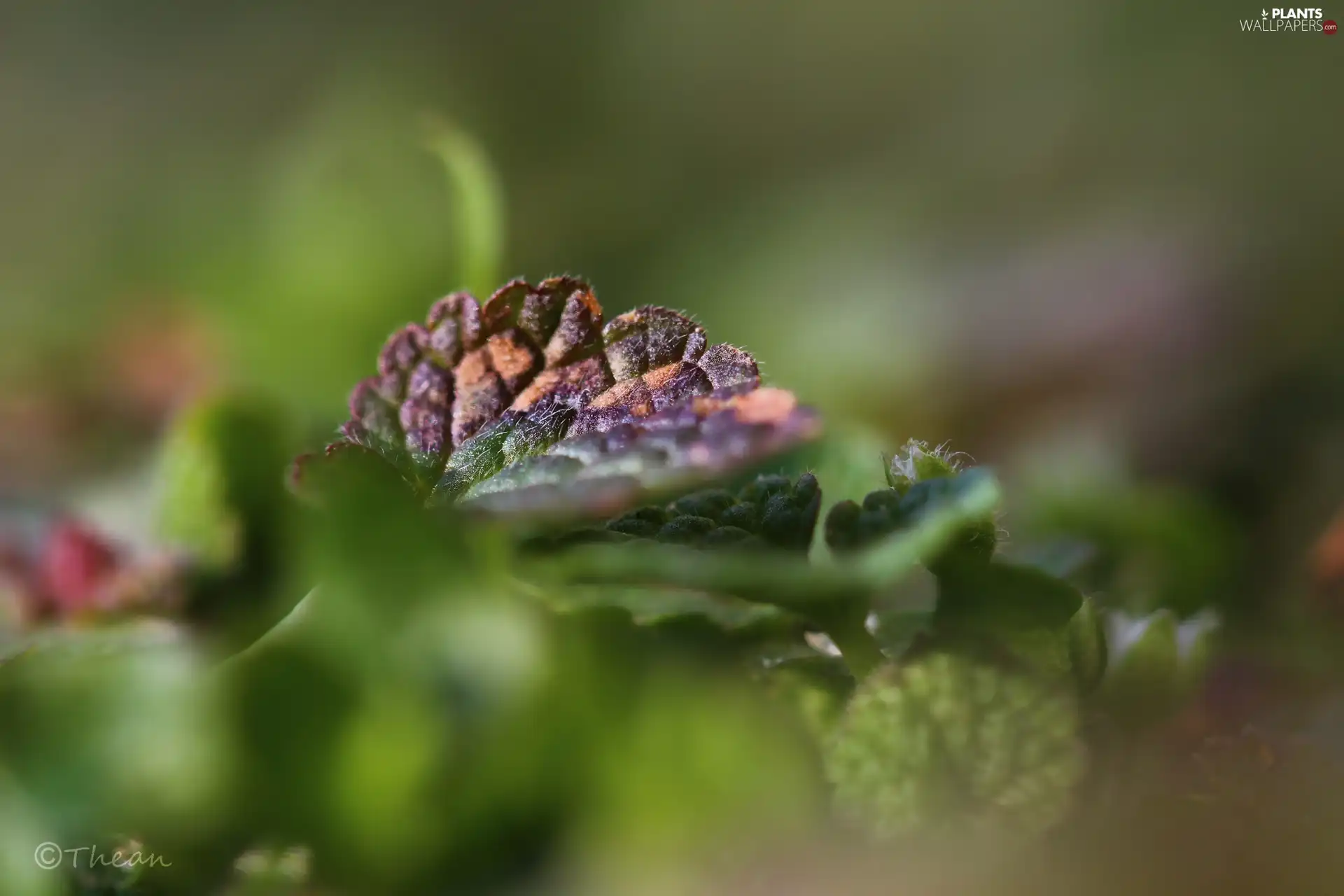 Close, color, leaf