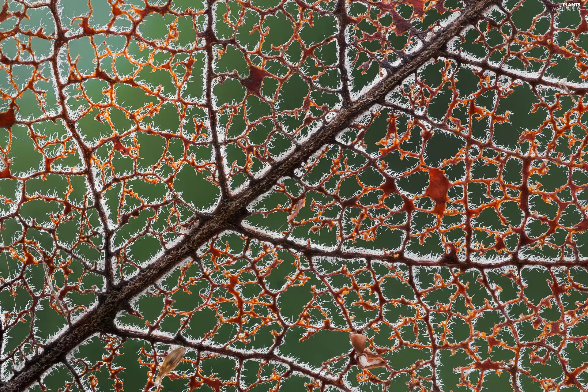 Lines, White frost, Close, rapprochement, leaf