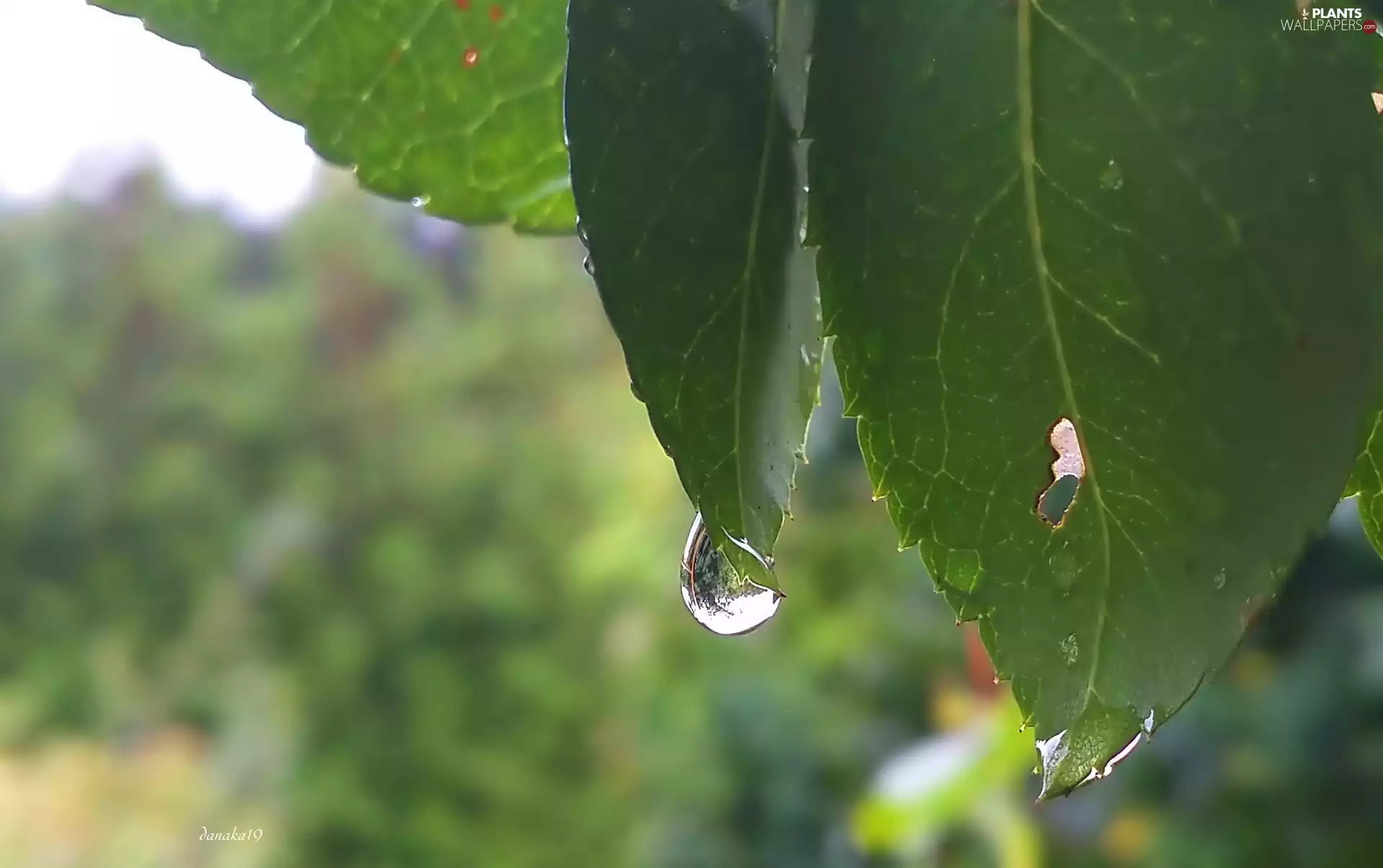 rain, Close, leaf, drop, Green