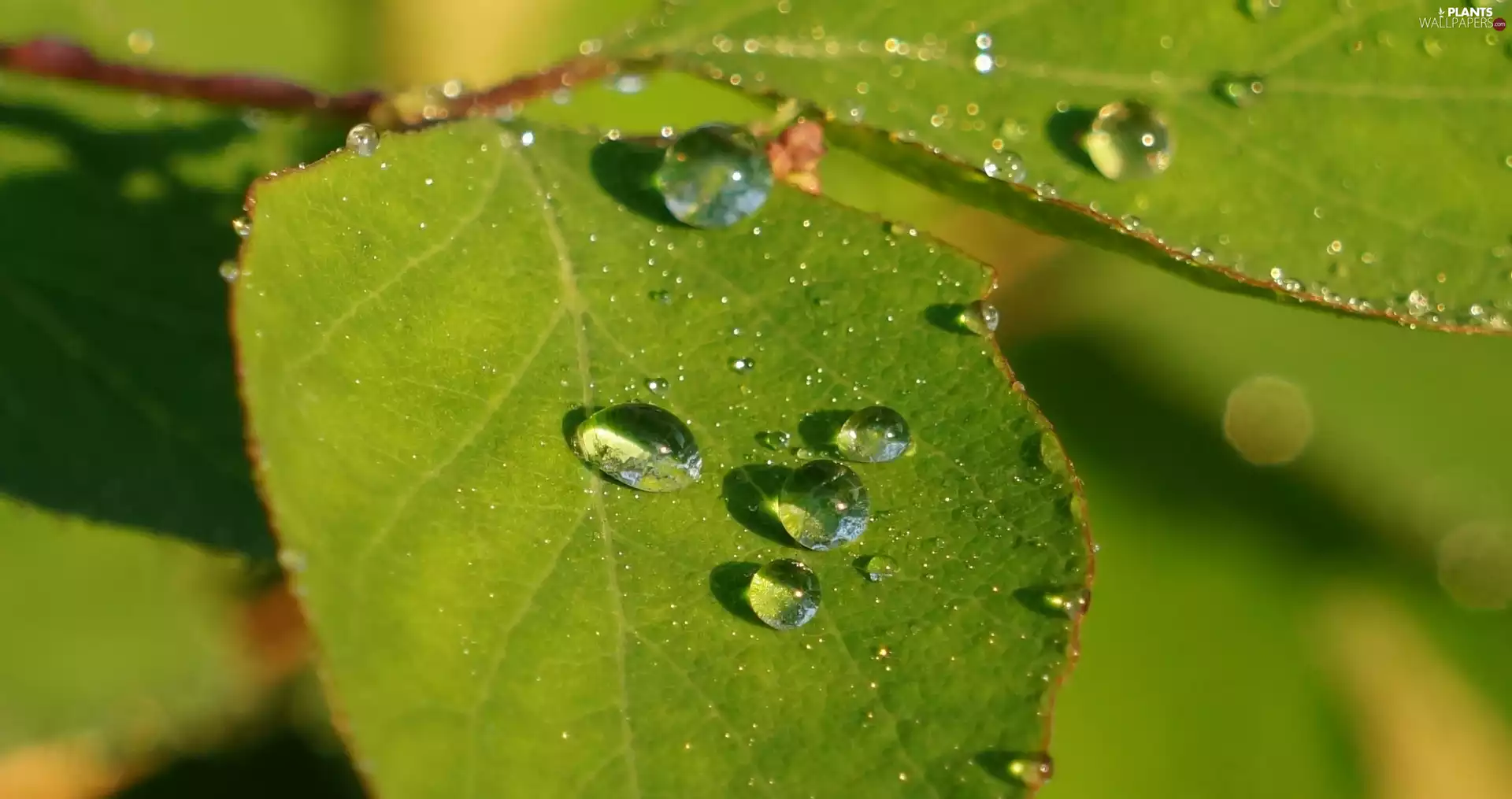 water, Close, leaf, drops, Green