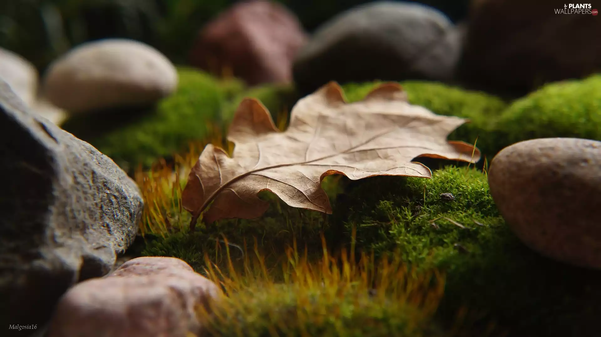 Stones, Close, leaf, Moss, withered