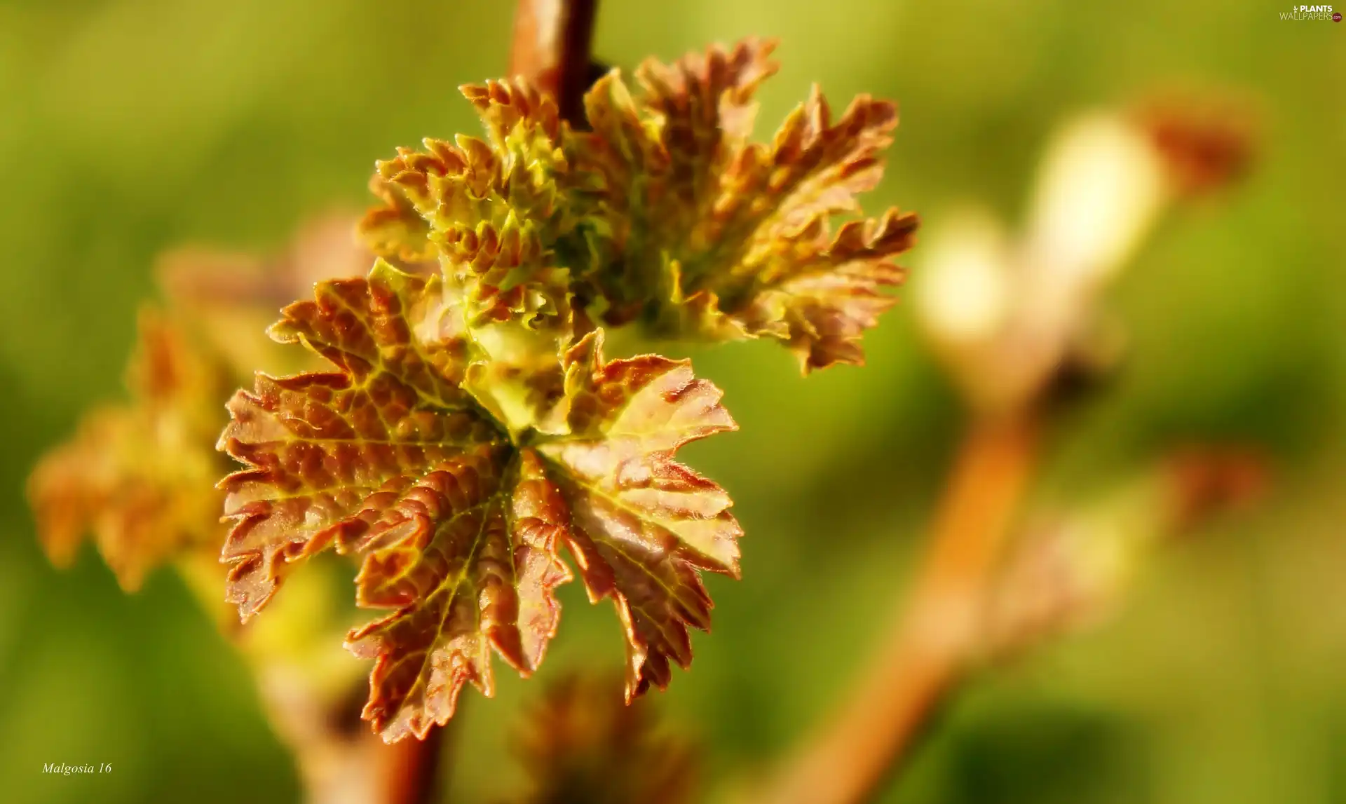 Close, young, Leaf