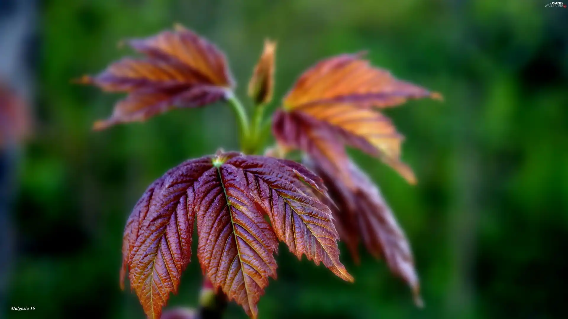 leaf, Close