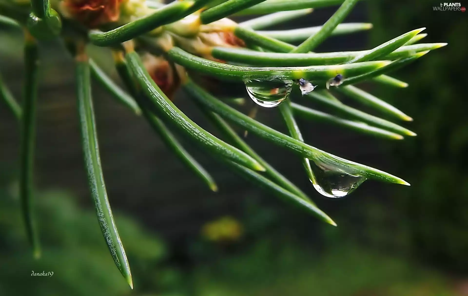 rain, Close, needle, drops, Pine