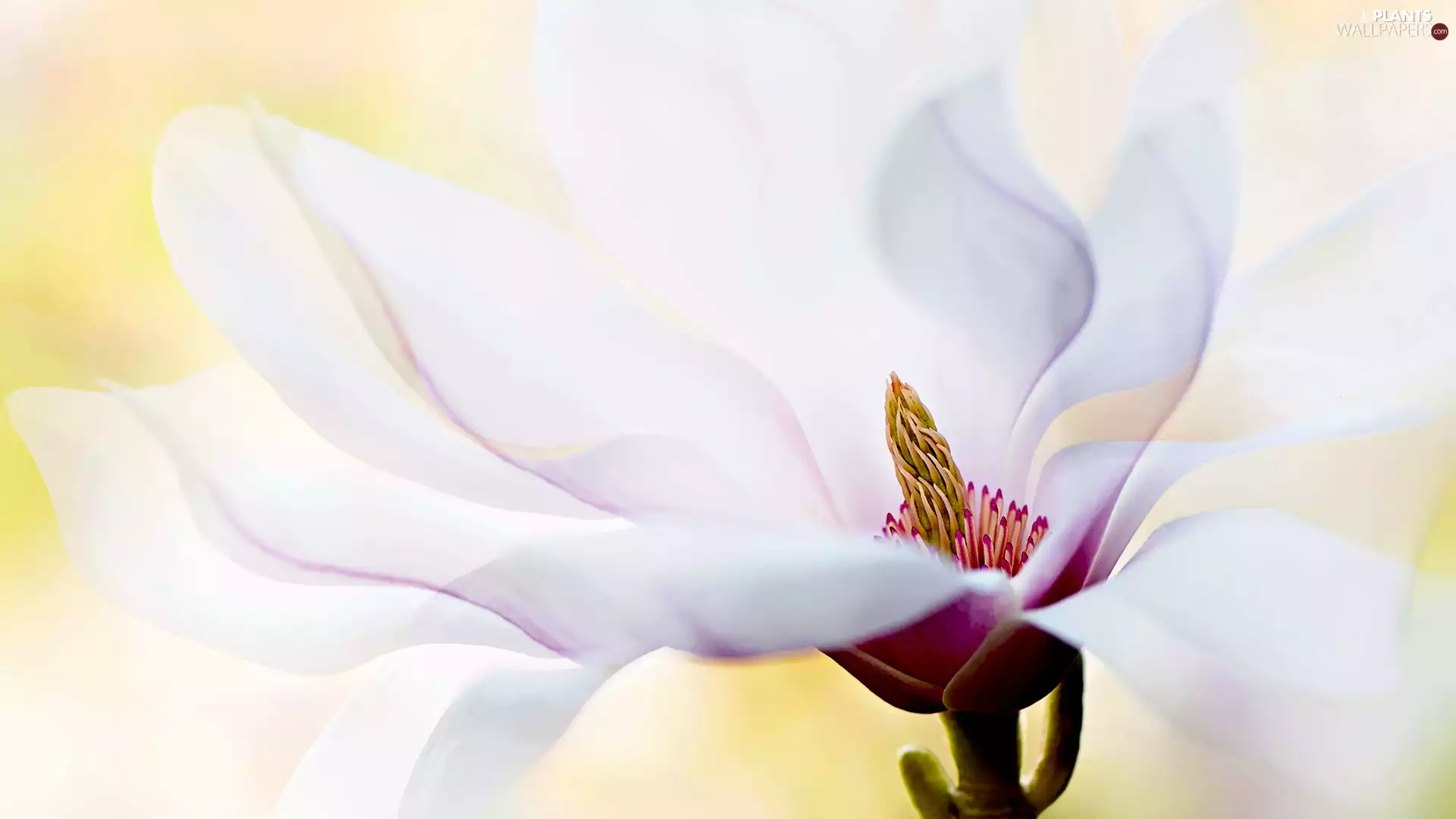 Colourfull Flowers, Magnolia, Close, Light pink