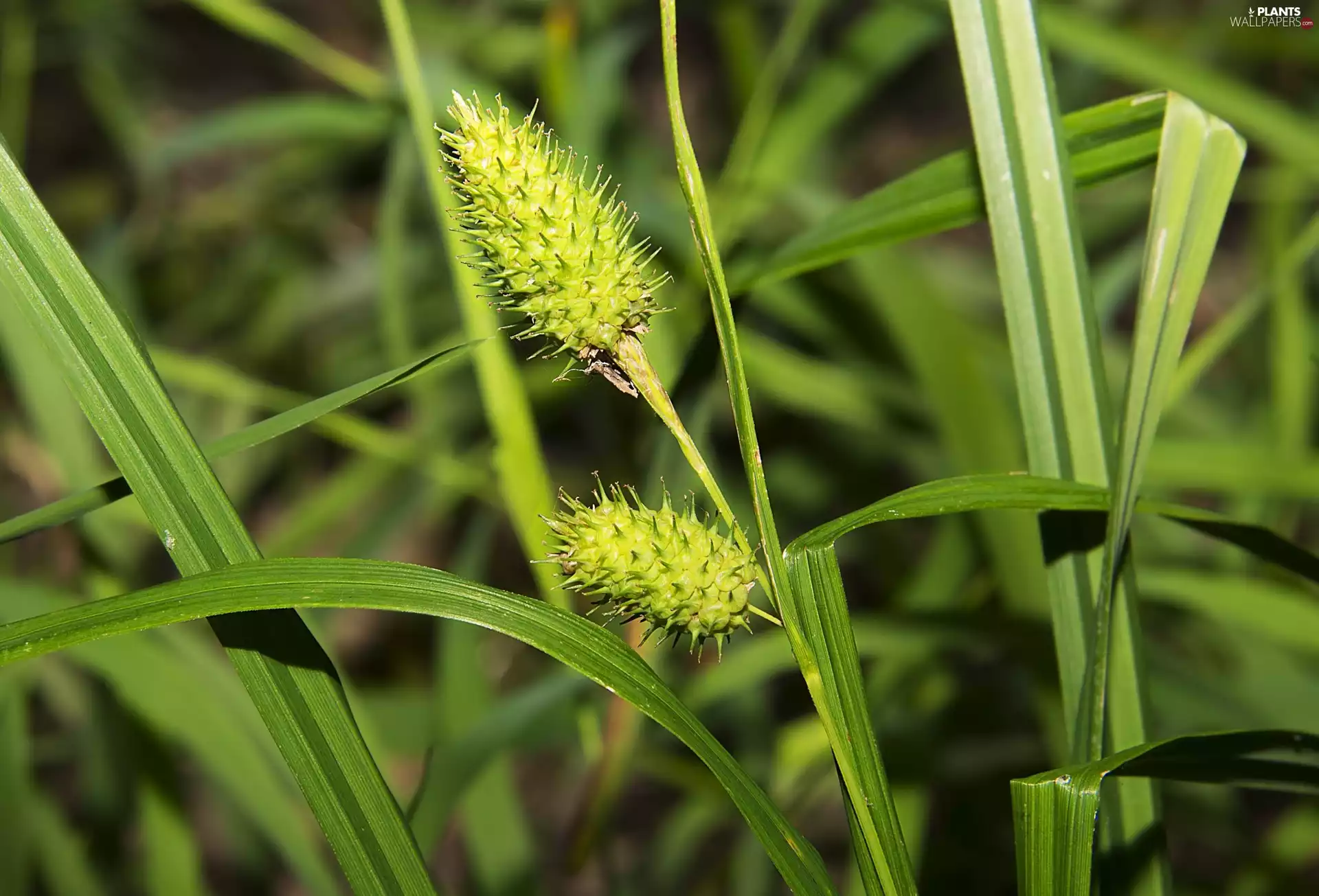 Close, grass, plant