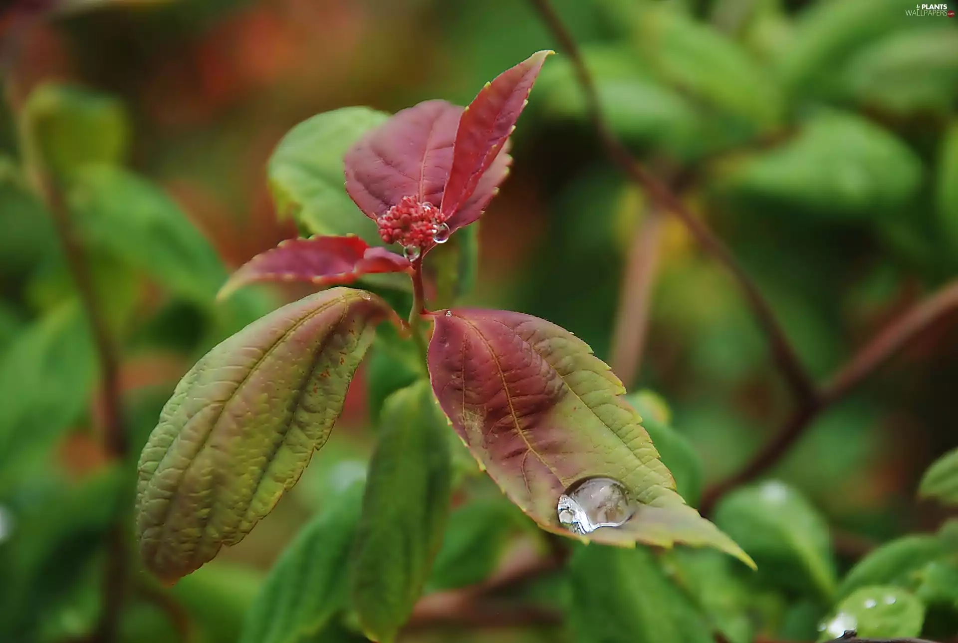 Leaf, red, rain, Close, drops, green ones