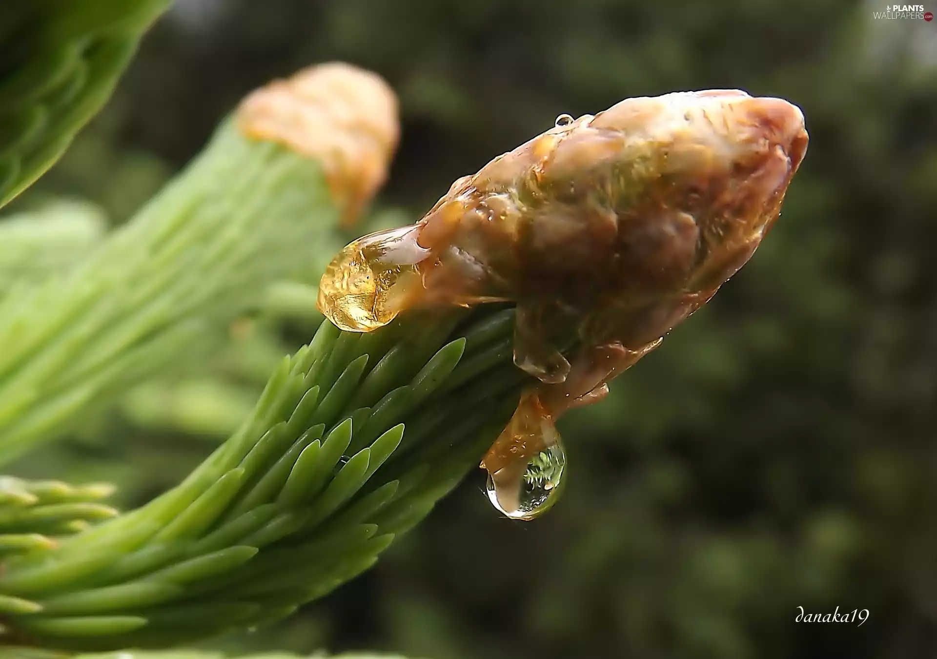 Swierk, young, rain, Close, drops, shoots