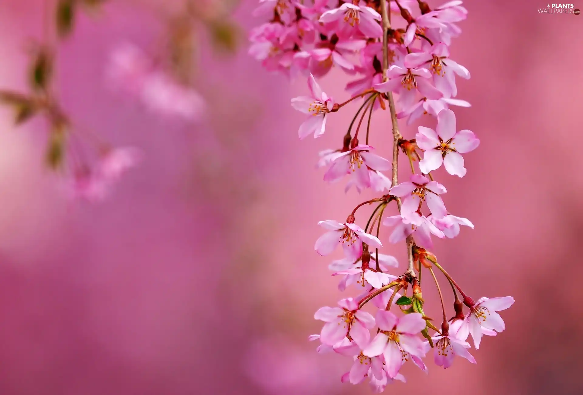 Close, Spring, branch, Flowers, cherry