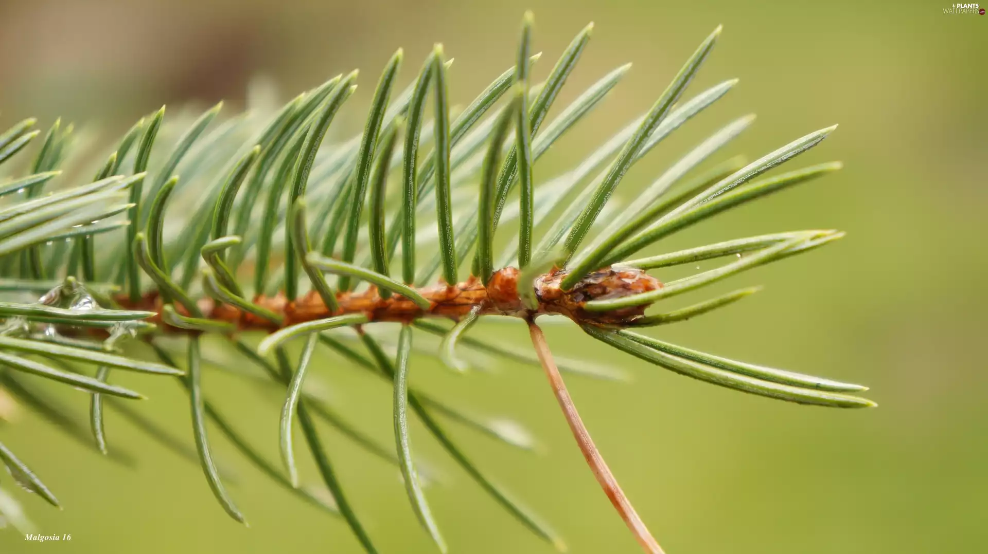 needle, conifer, twig, Close, Green, spruce