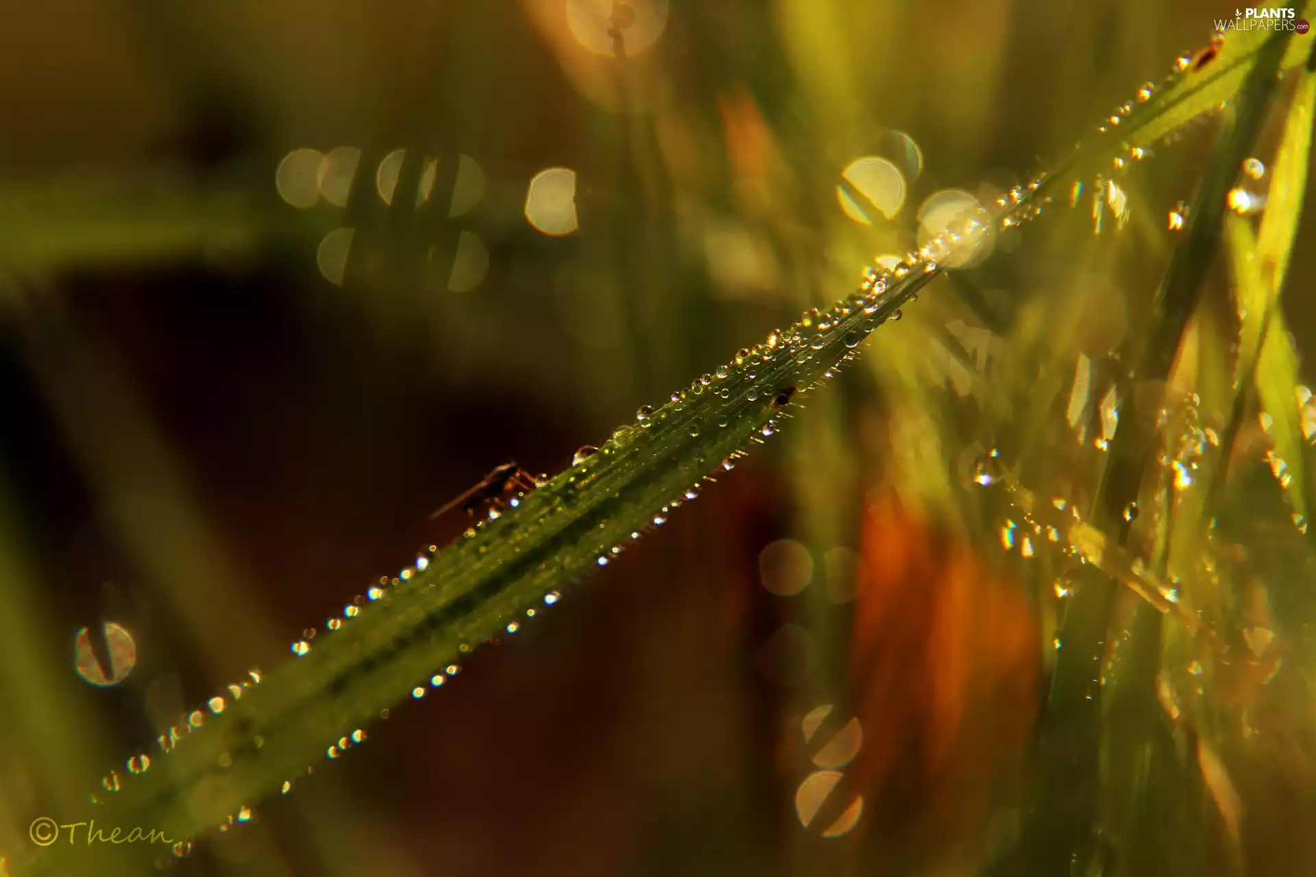 Rosy, Close, stalk, drops, grass