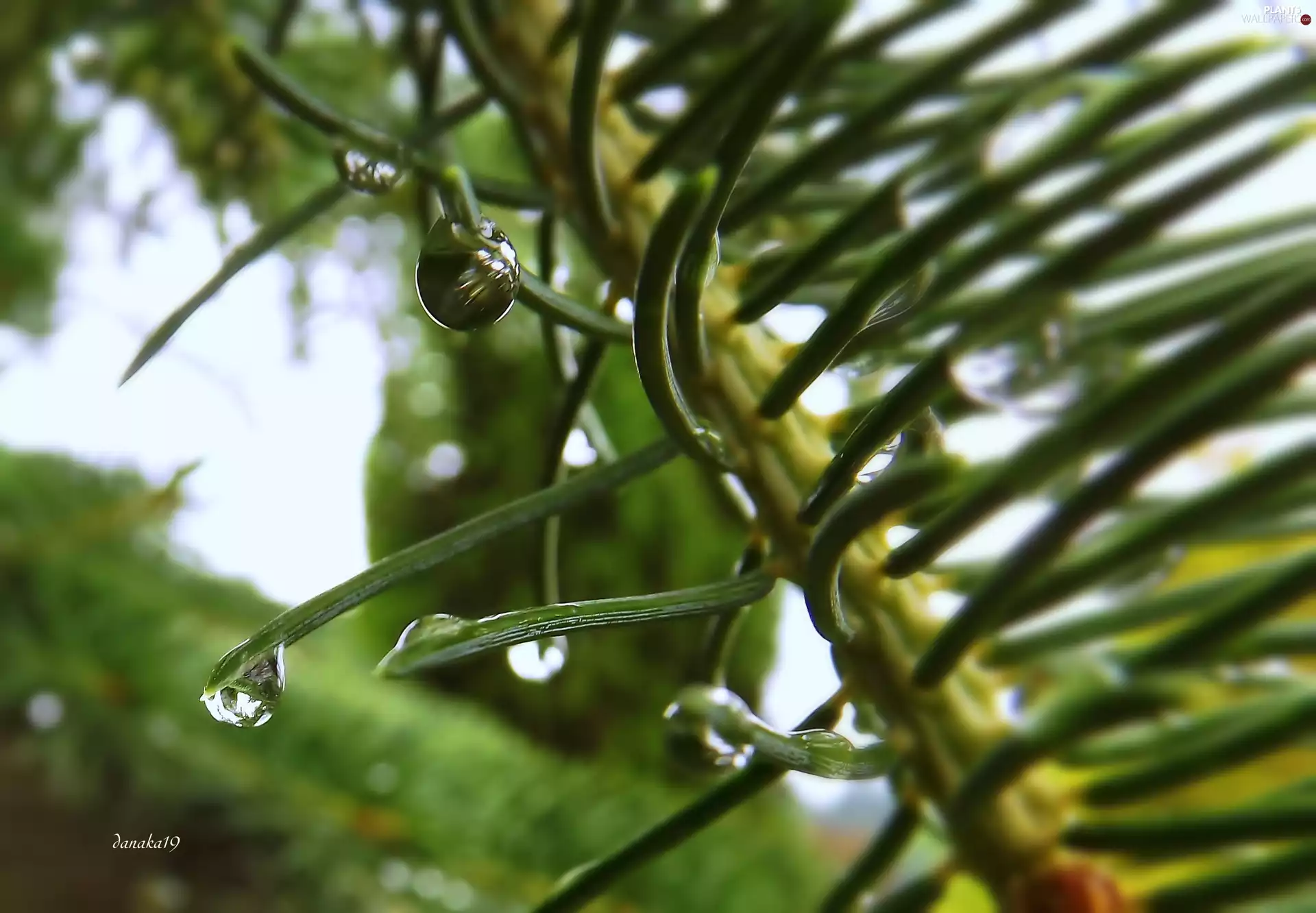 drops, Close, Swierk, needle, twig