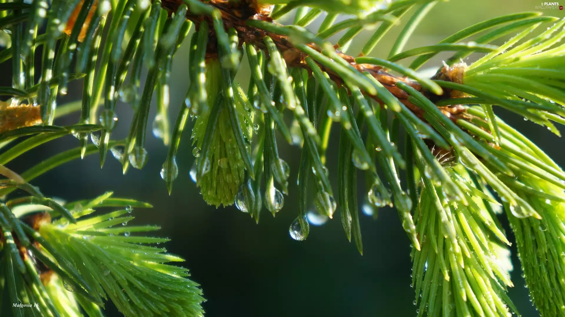 needle, spruce, dew, Close, drops, twig