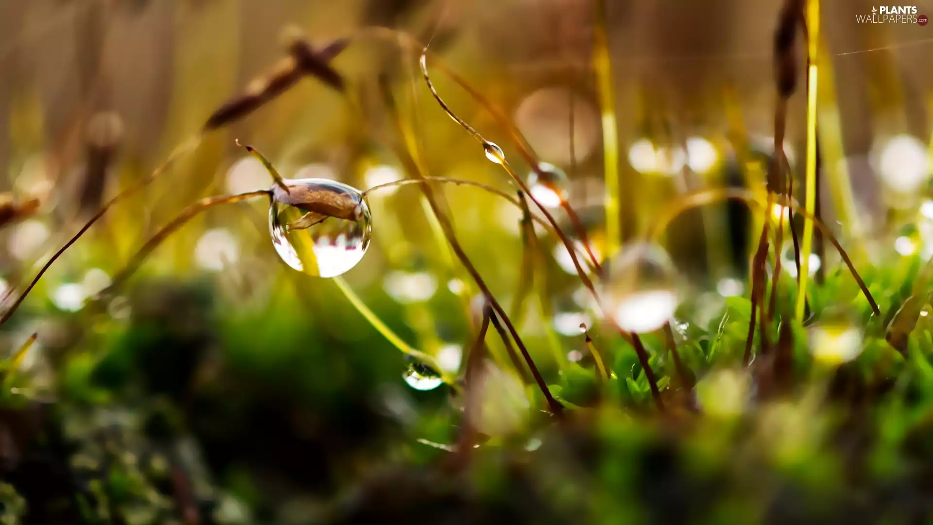 drops, Close, Twigs, Web, Moss