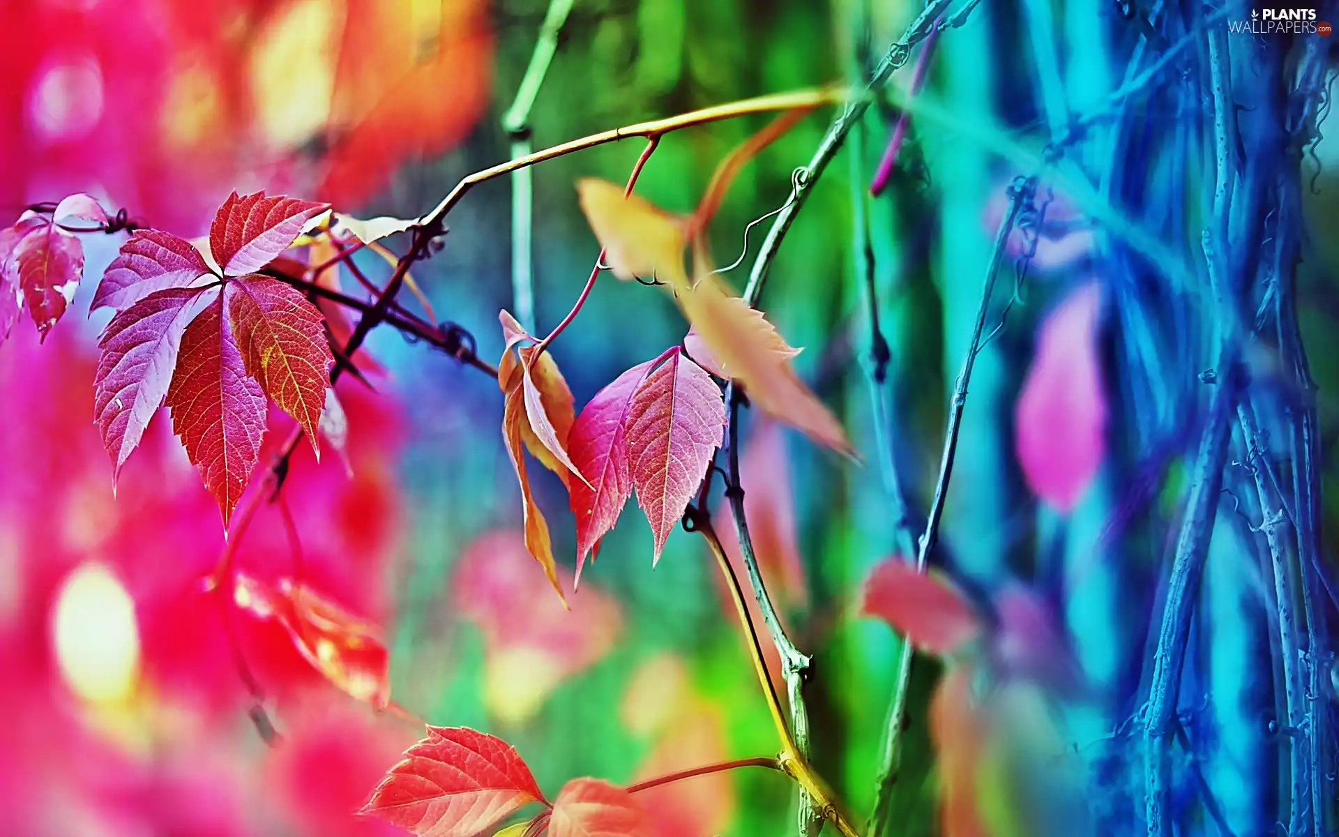 Close, Leaf, Woodbine