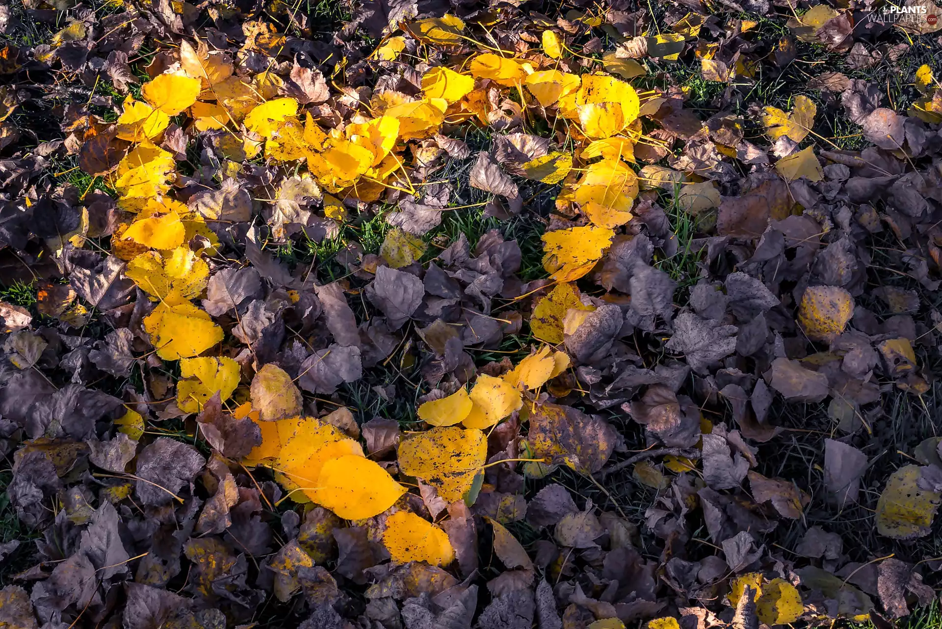 Leaf, Close, Yellow, Autumn, Heart