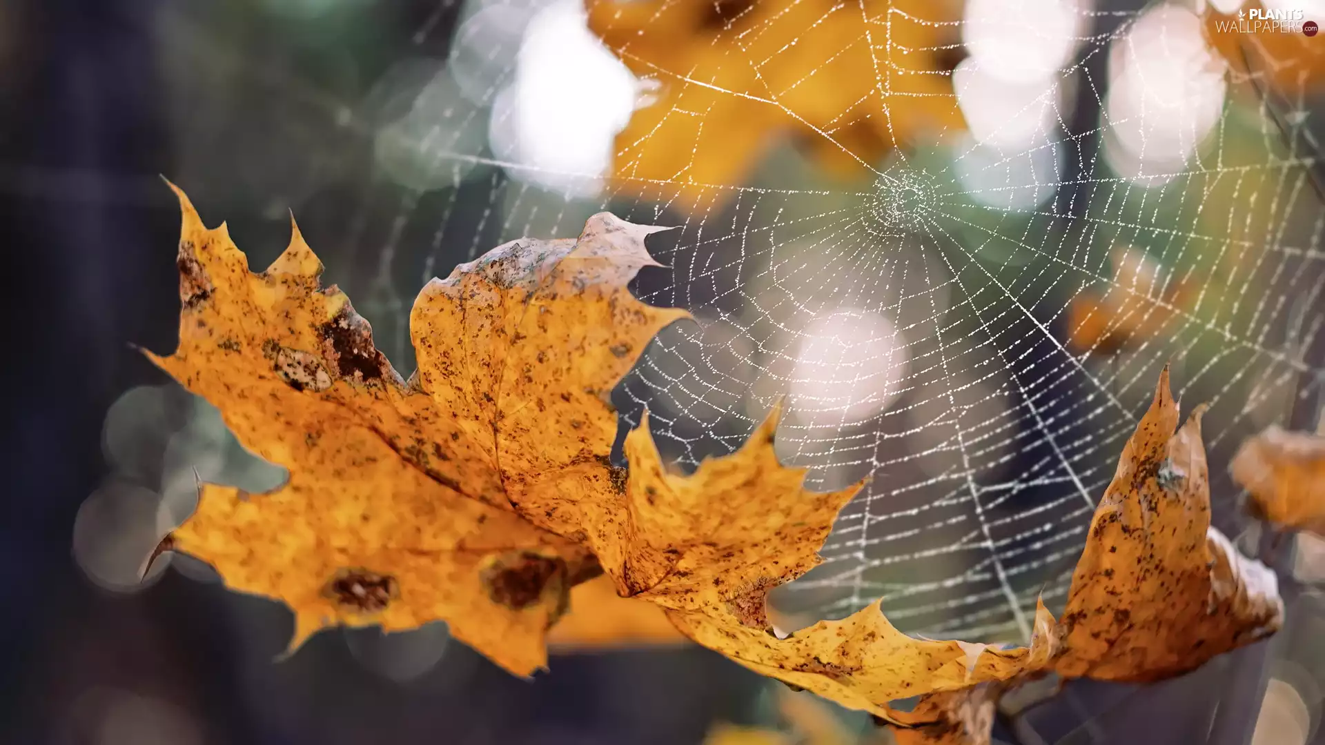 Web, Close, Yellowed, Leaf, Autumn