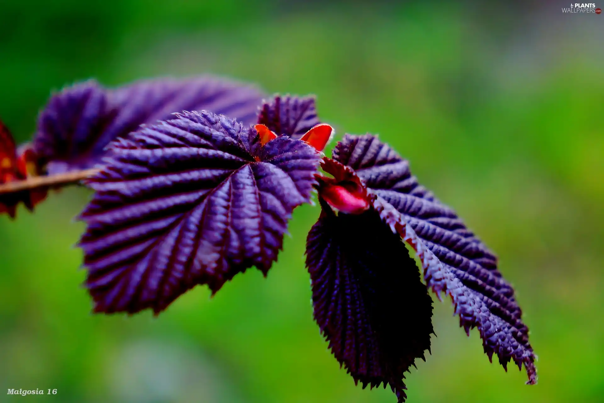 young, twig, Close, Leaf