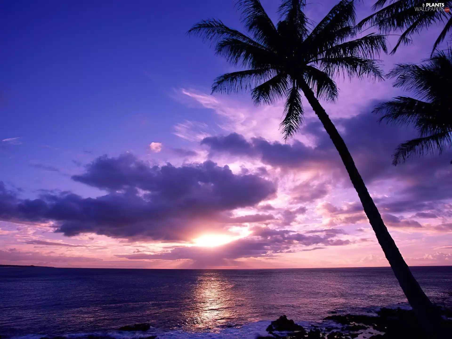 Island, sea, Palms, Cloud