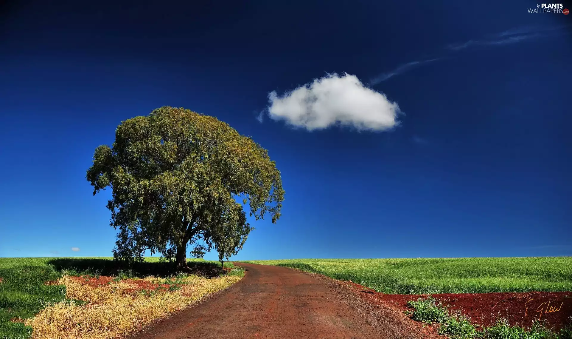 White, cloud, Way, trees, field
