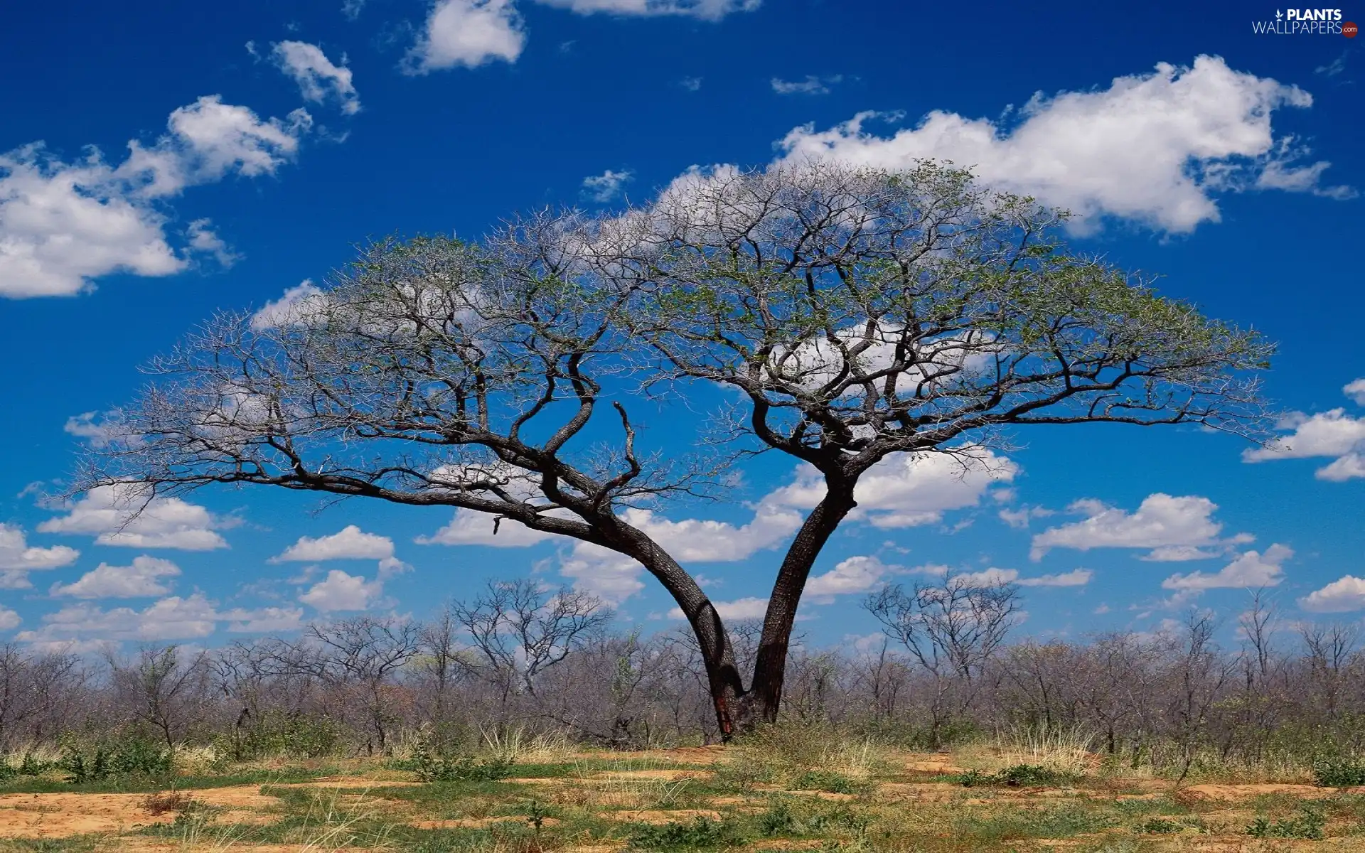 Africa, trees, clouds, savanna