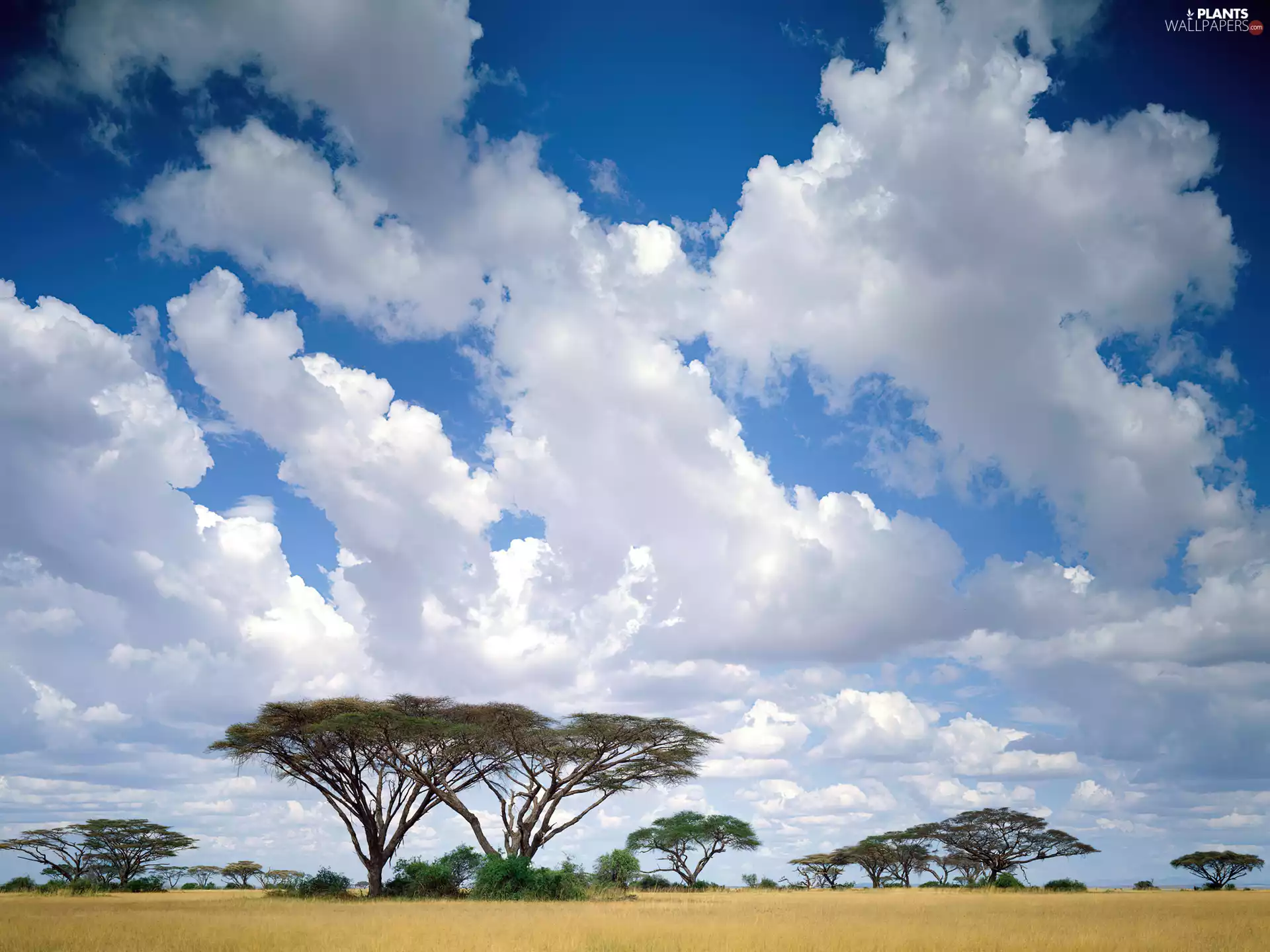 Africa, trees, viewes, clouds