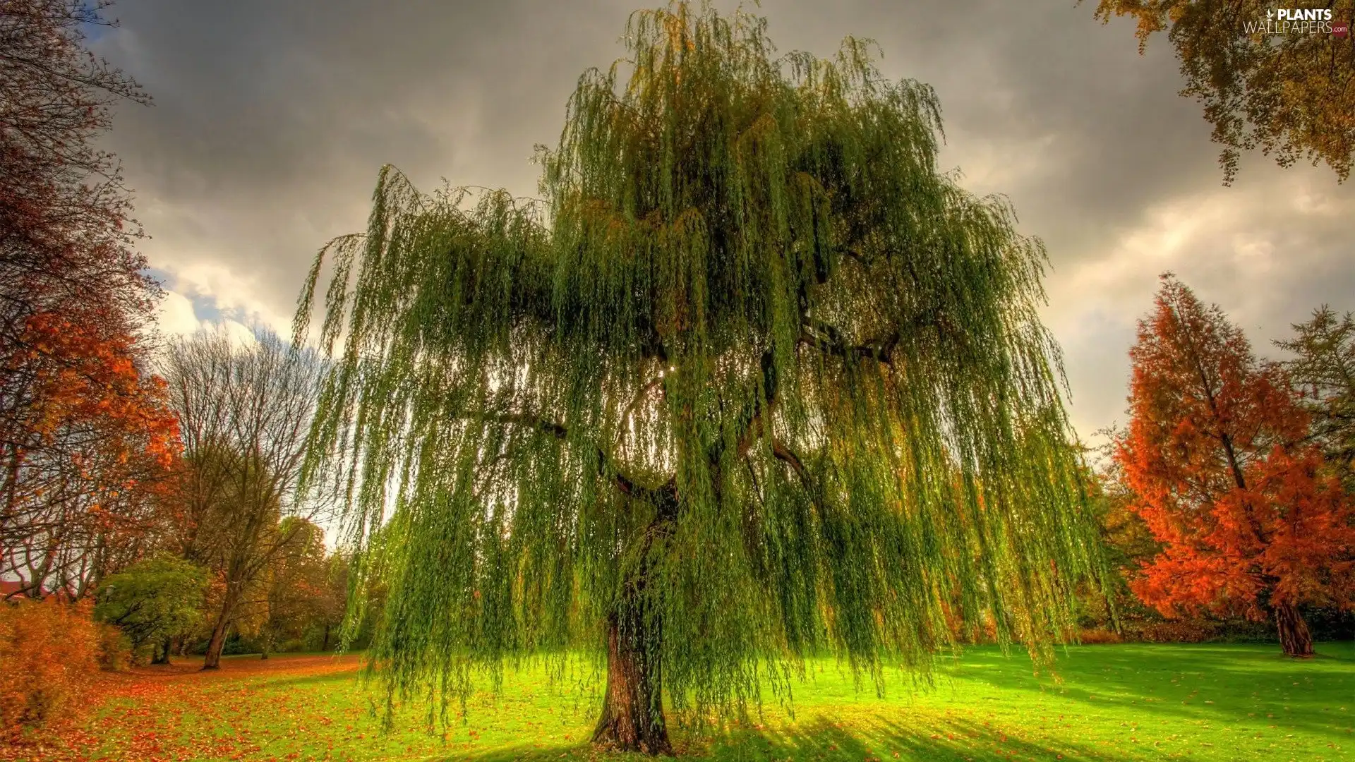 trees, Willow, clouds, autumn, viewes, color