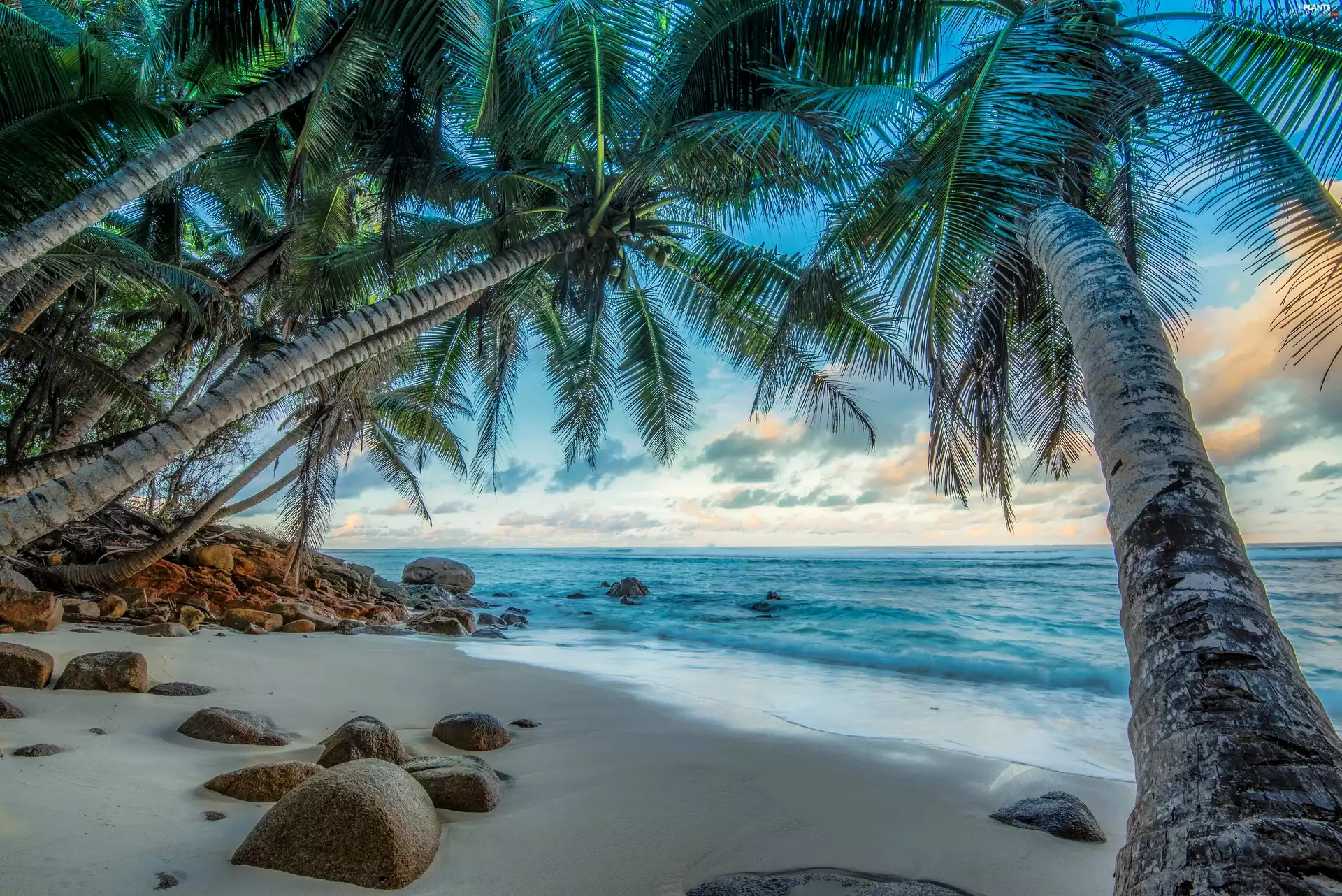 Stones, clouds, Beaches, Palms, sea