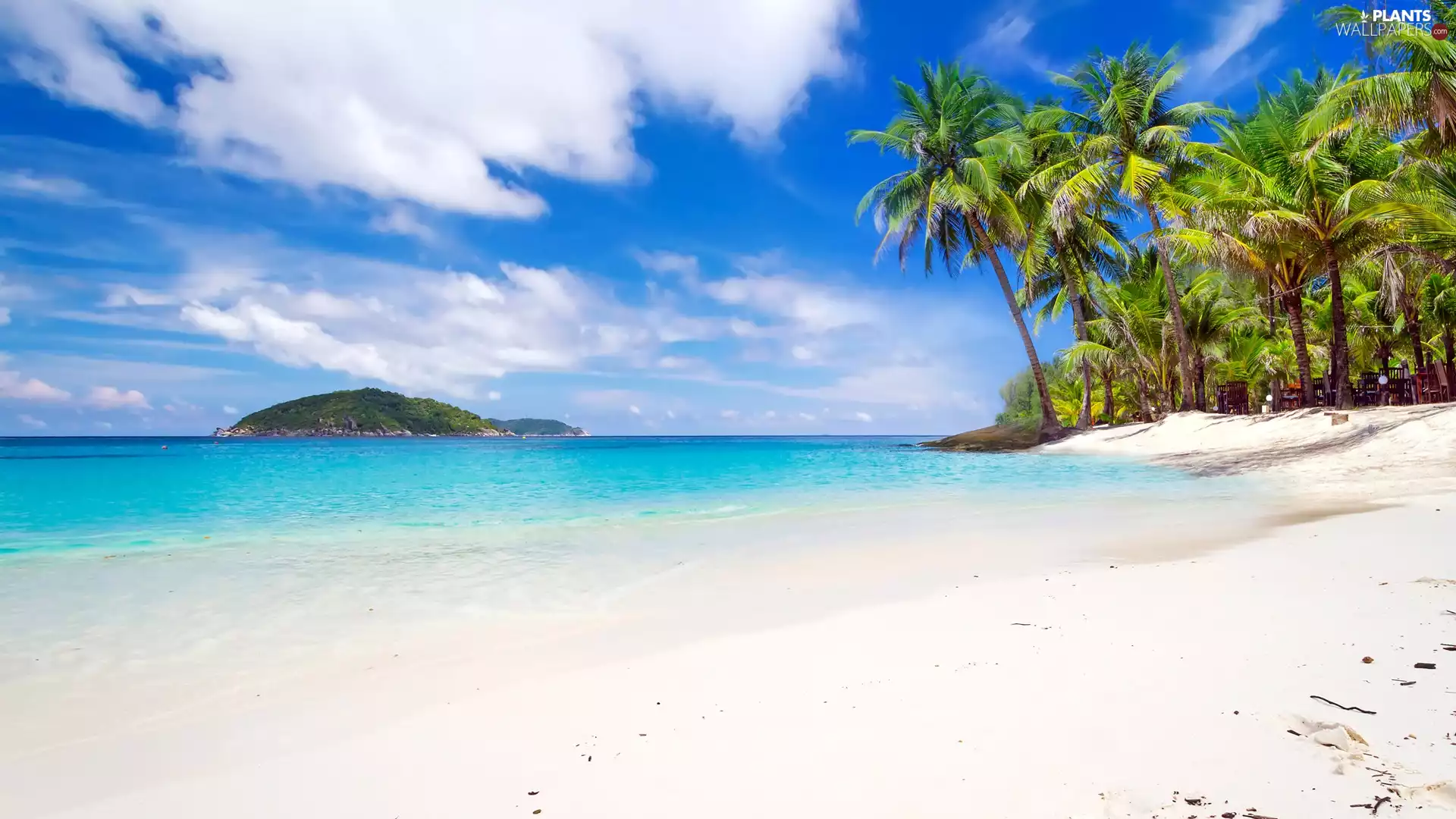 White, clouds, Beaches, Palms, sea
