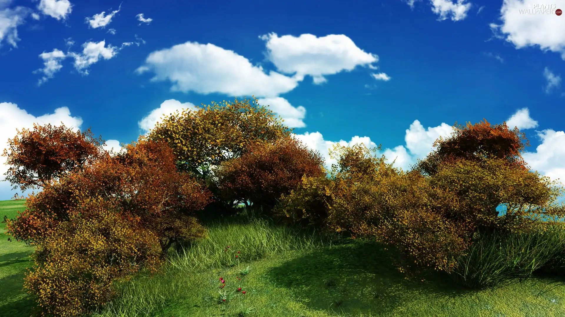 Bush, White, clouds, hill