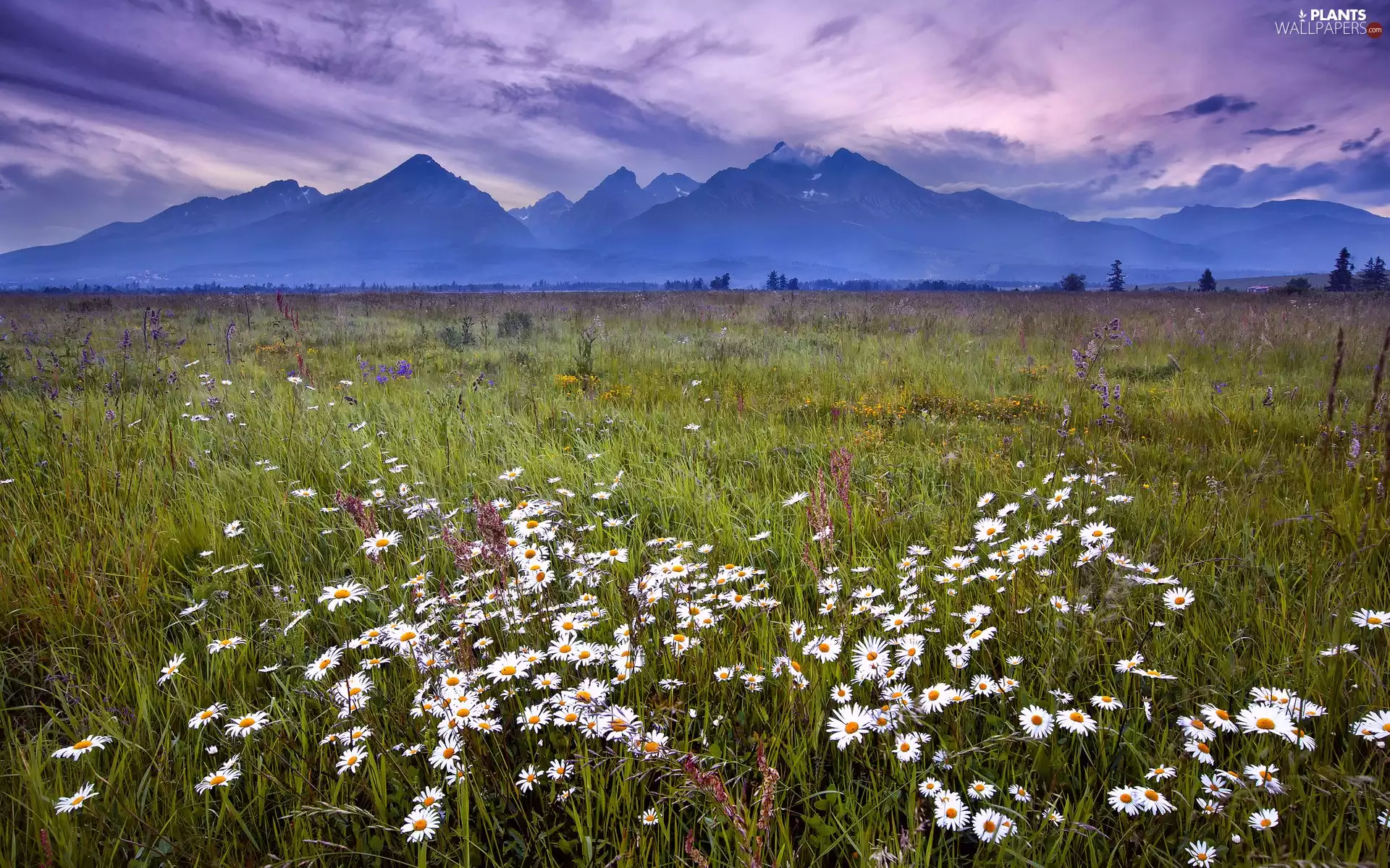 Mountains, clouds, camomiles, grass, Meadow