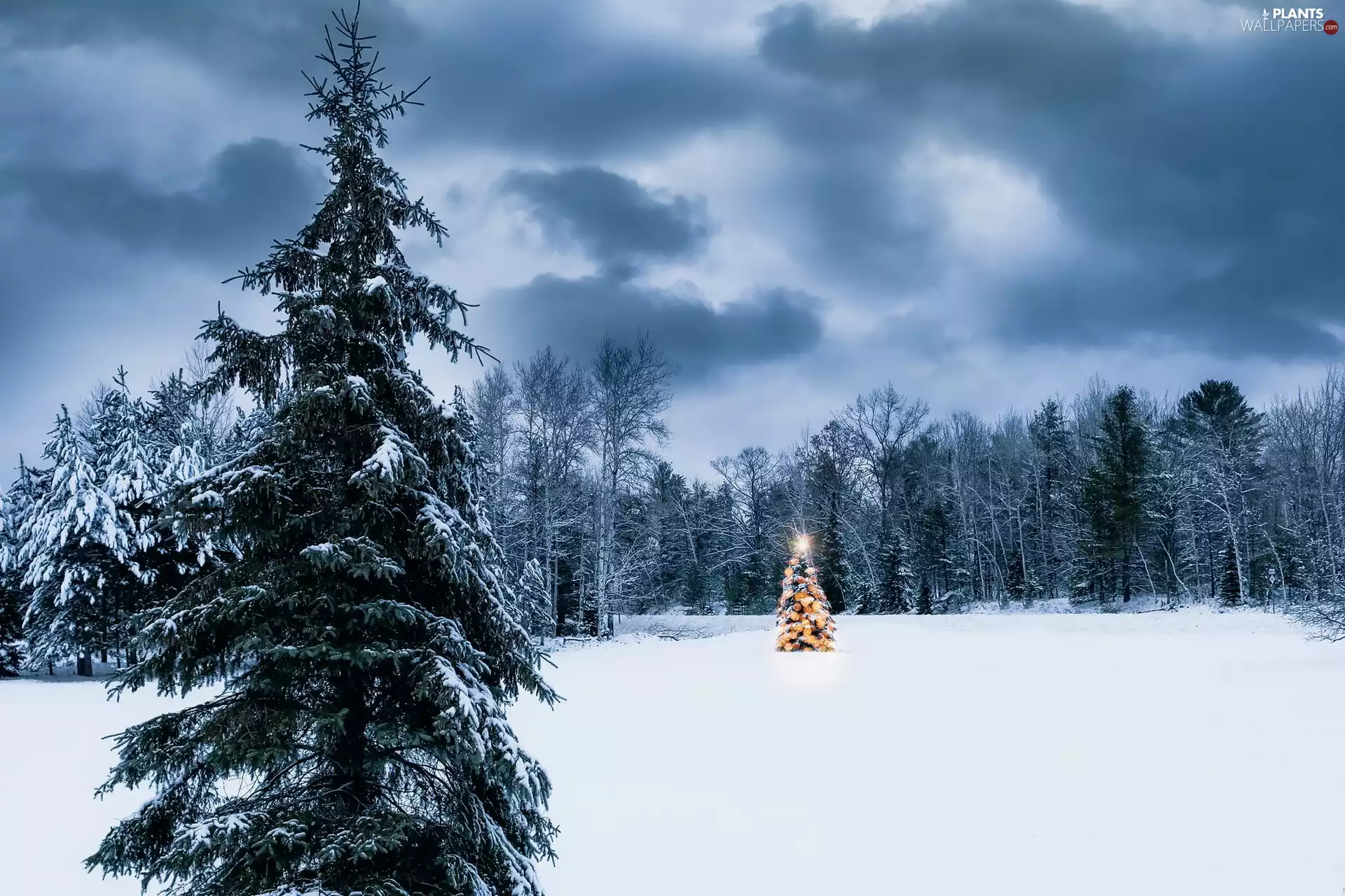 Spruces, winter, Christmas, clouds, christmas tree, snow
