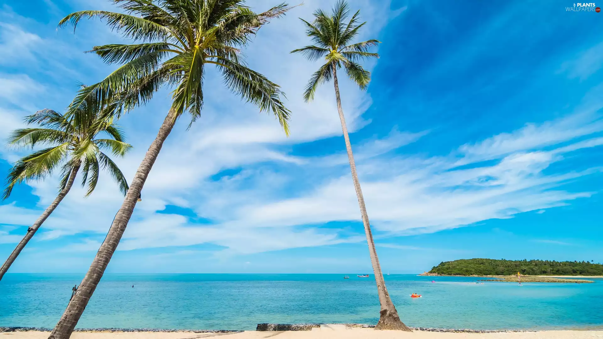 Beaches, sea, Palms, clouds, inclined, coast