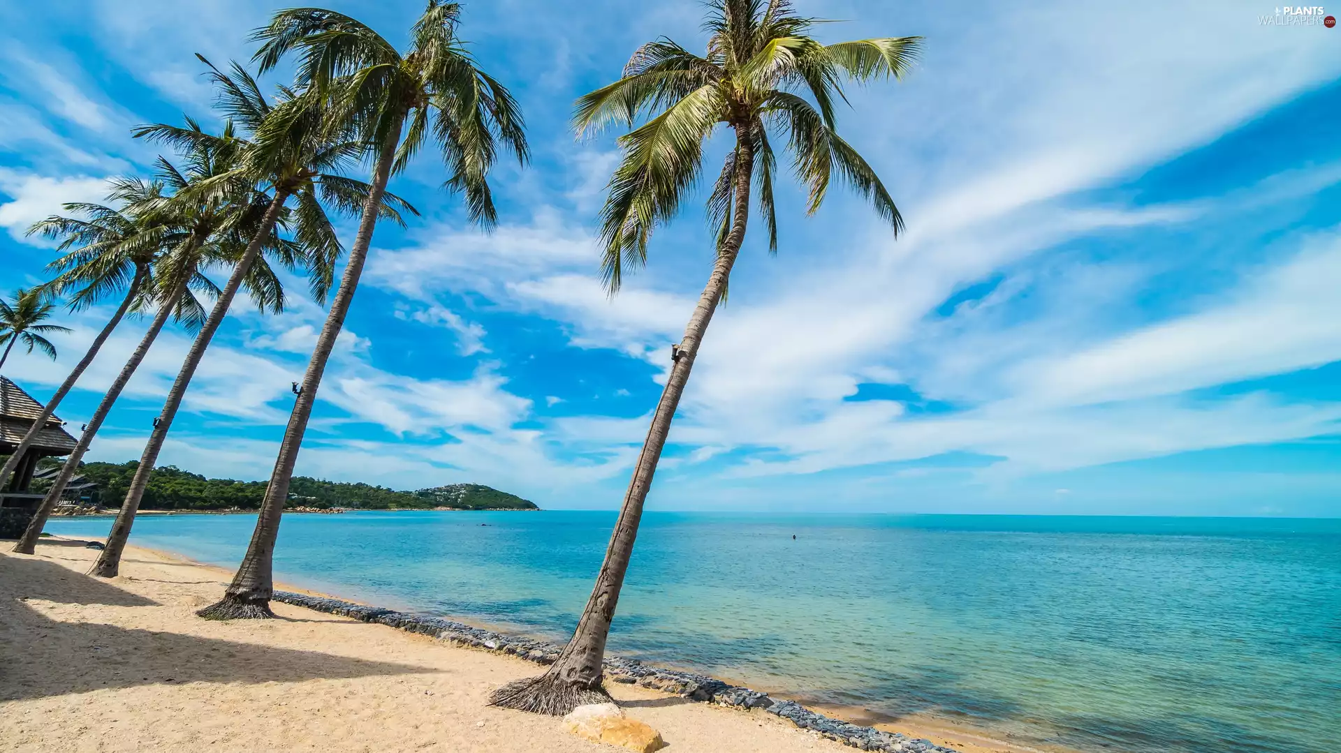 Palms, clouds, coast, Beaches, sea