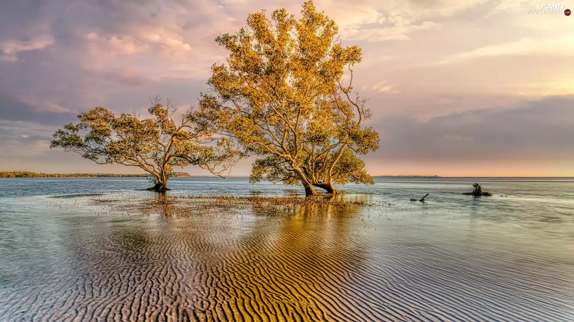 viewes, clouds, coast, trees, sea