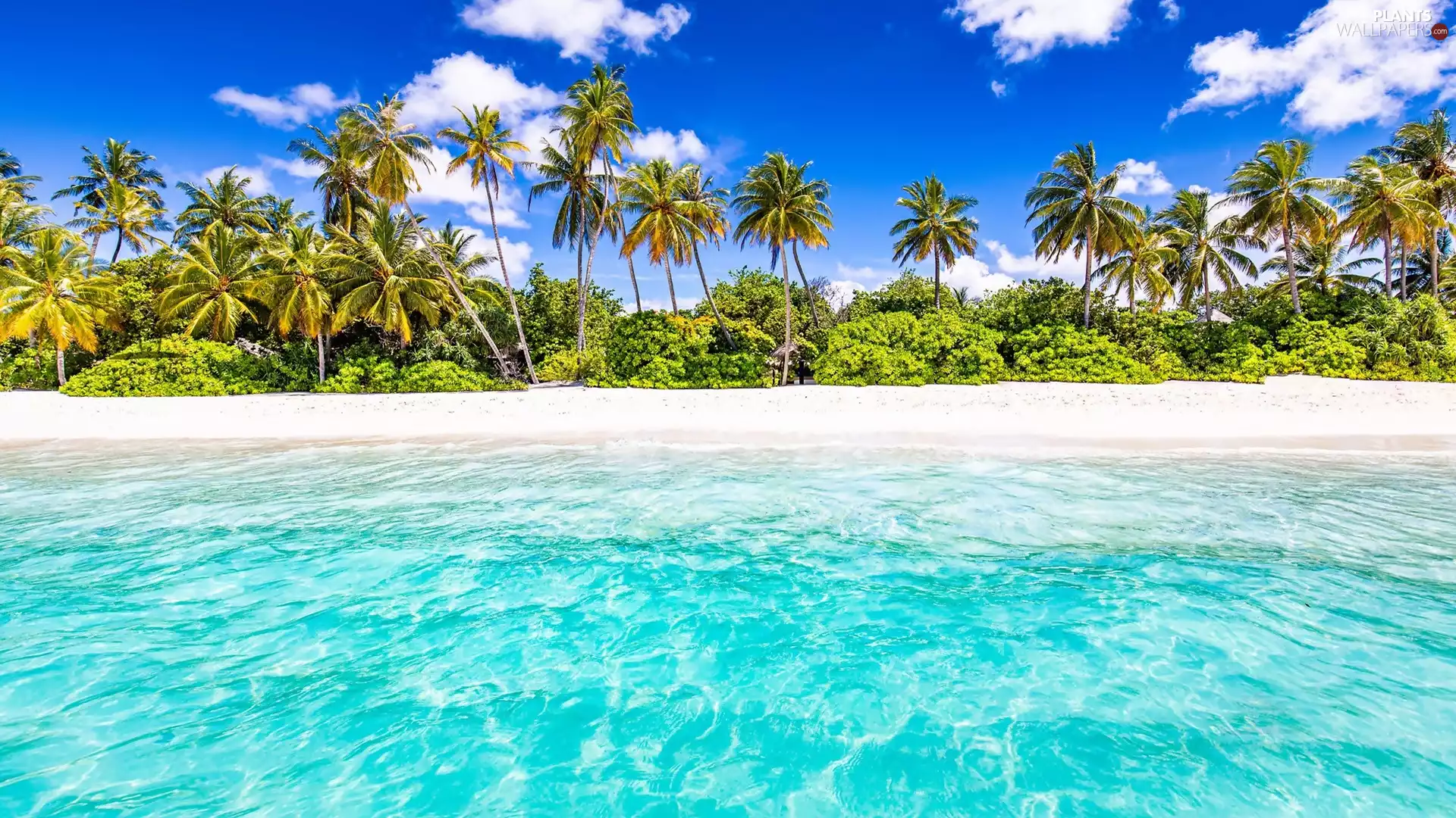 Beaches, sea, VEGETATION, clouds, Palms, coast