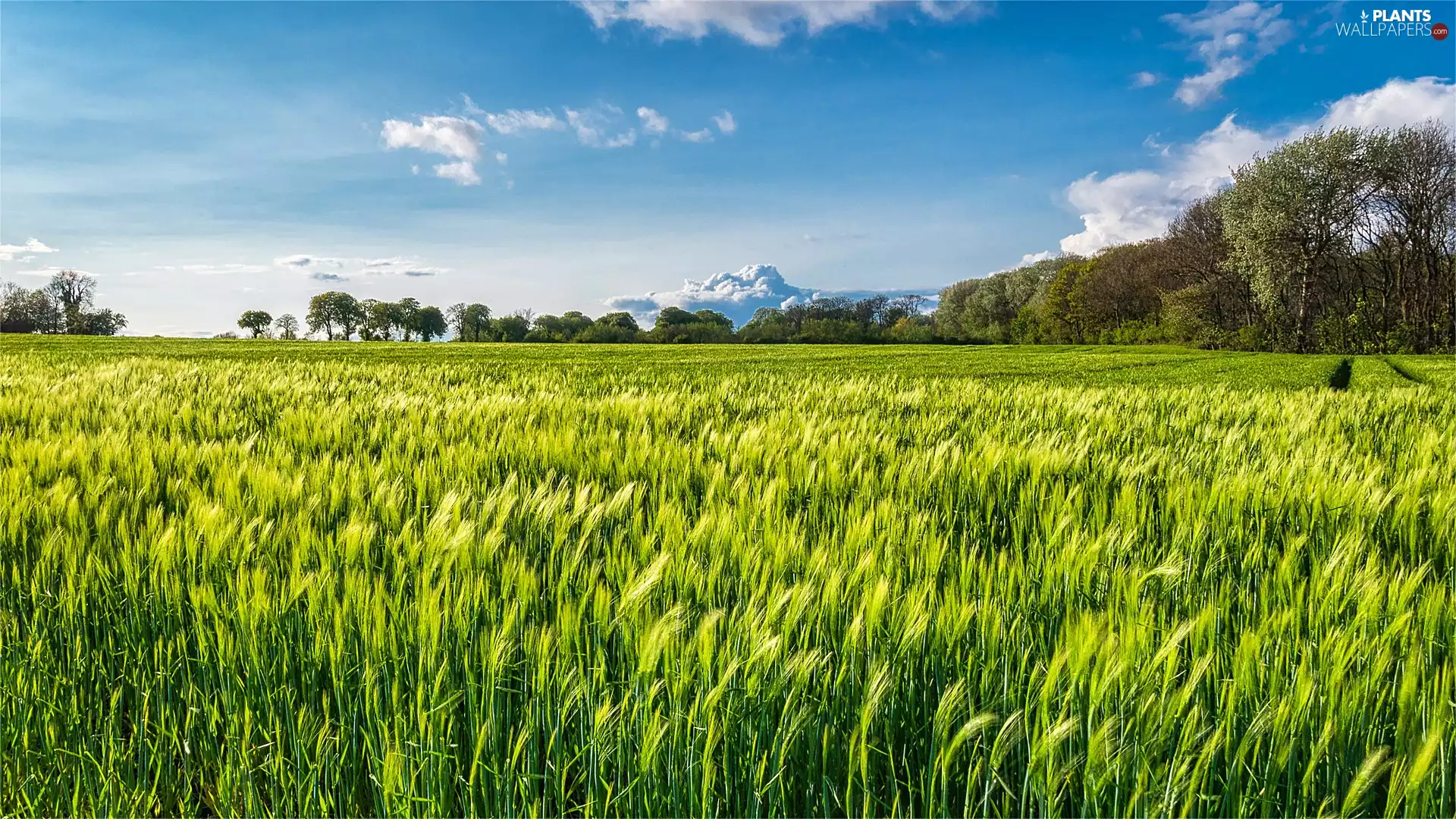 viewes, clouds, corn, trees, Field