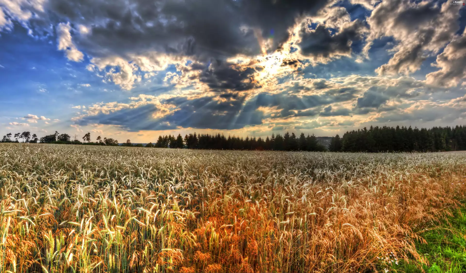 clouds, Field, corn