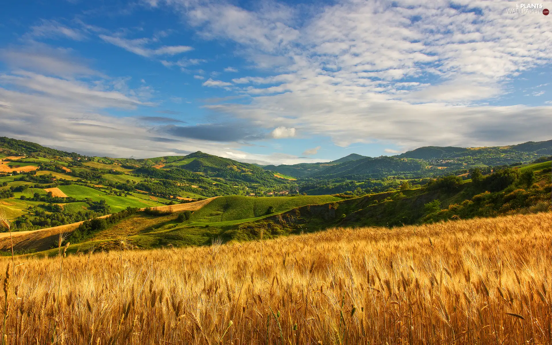 The Hills, corn, viewes, wheat, Field, trees, clouds