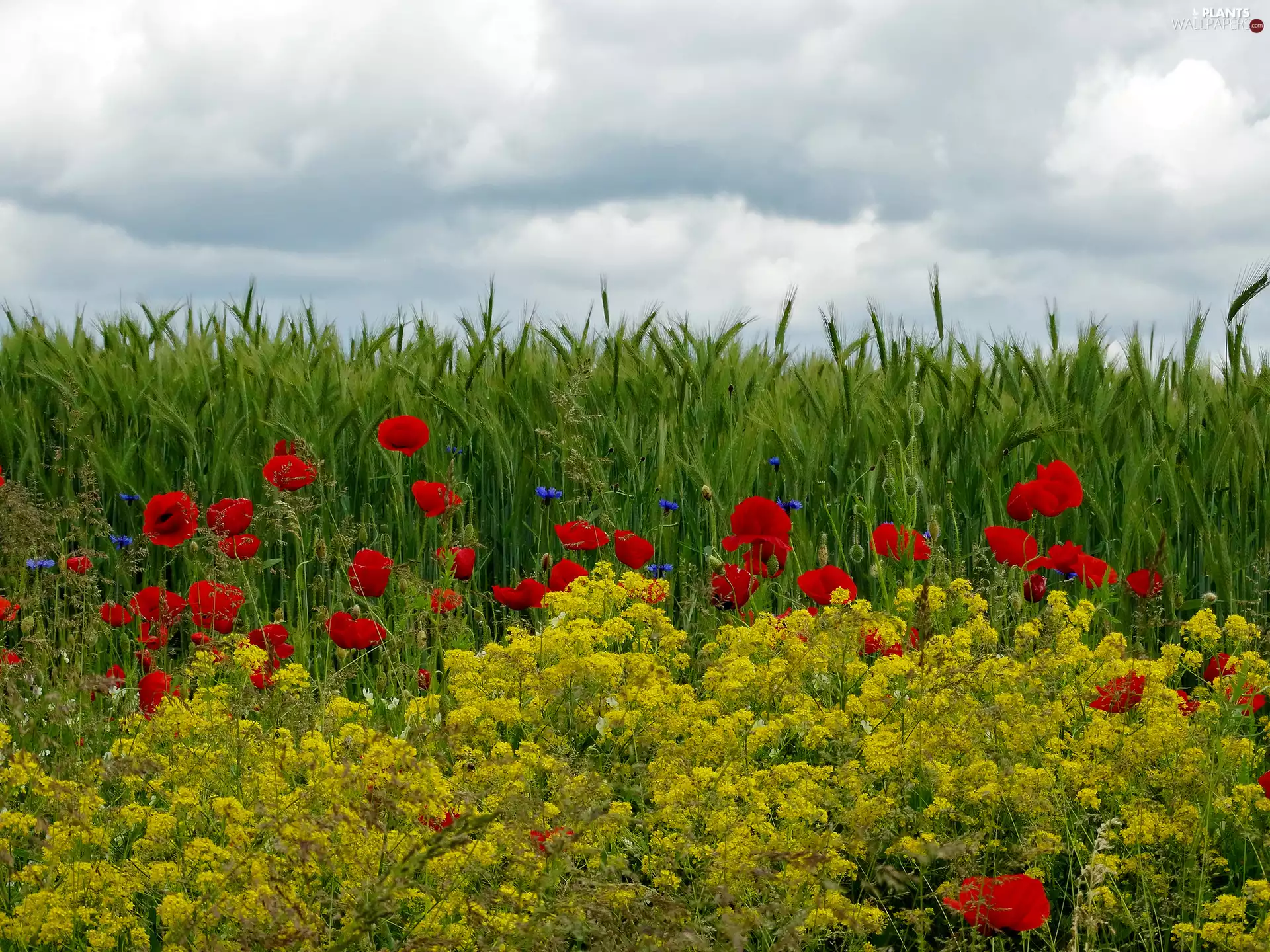 papavers, Field, rape, clouds, cornflowers, corn