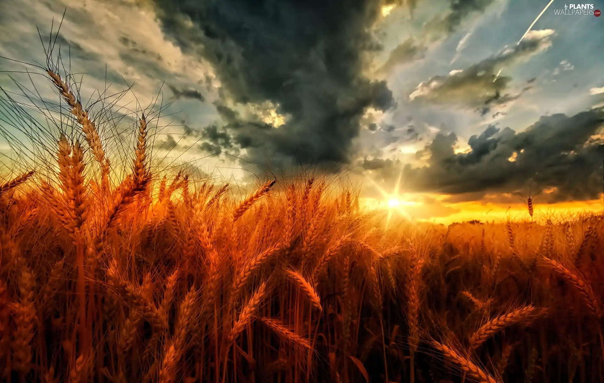 corn, Great Sunsets, clouds, Ears