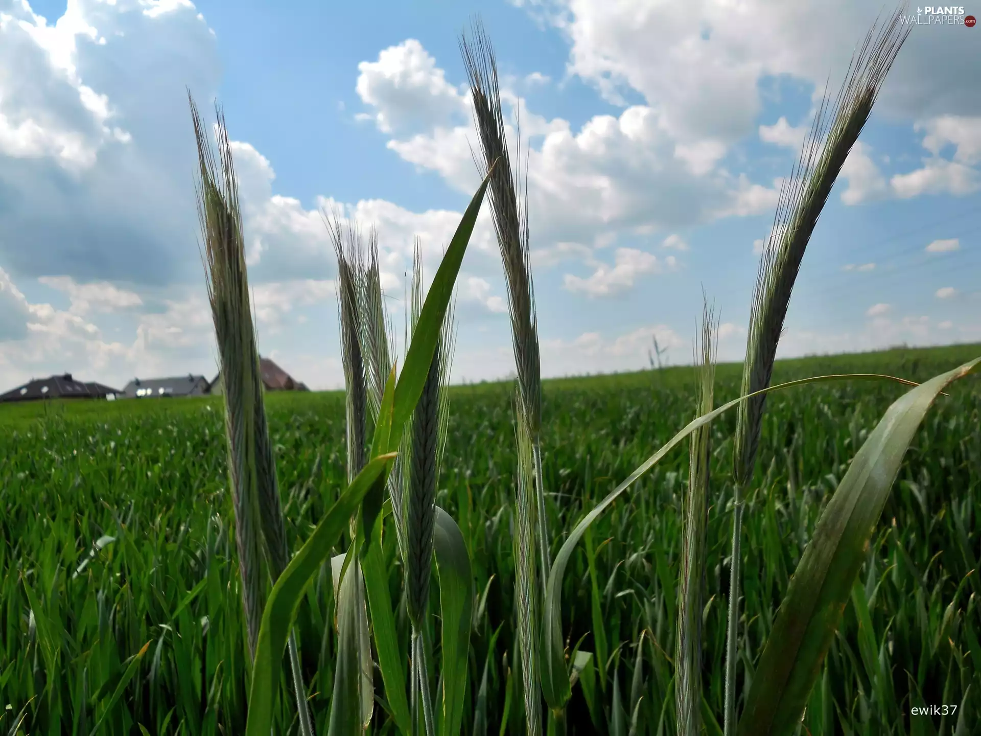 green ones, country, Clouds, Houses, Ears, corn