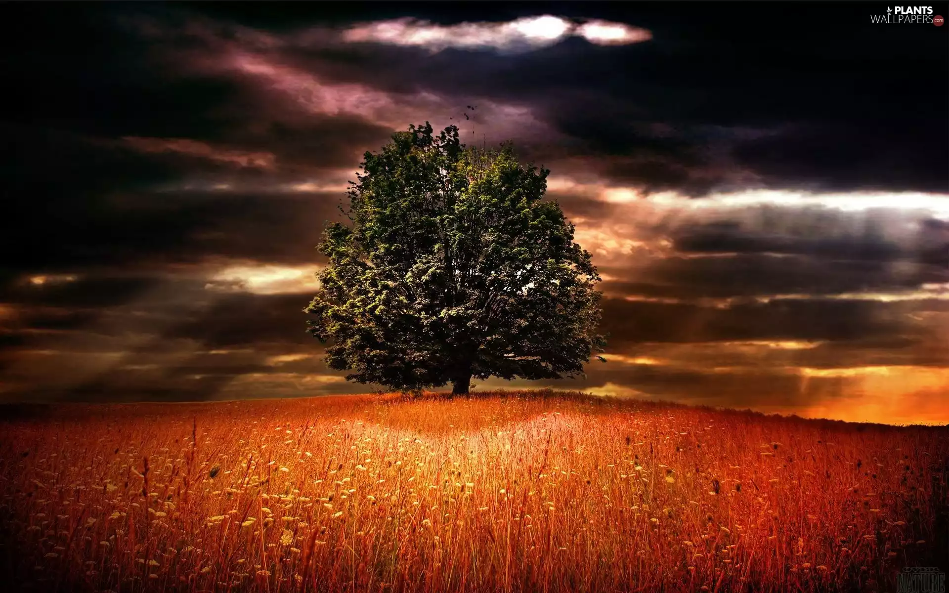 dark, trees, Meadow, clouds