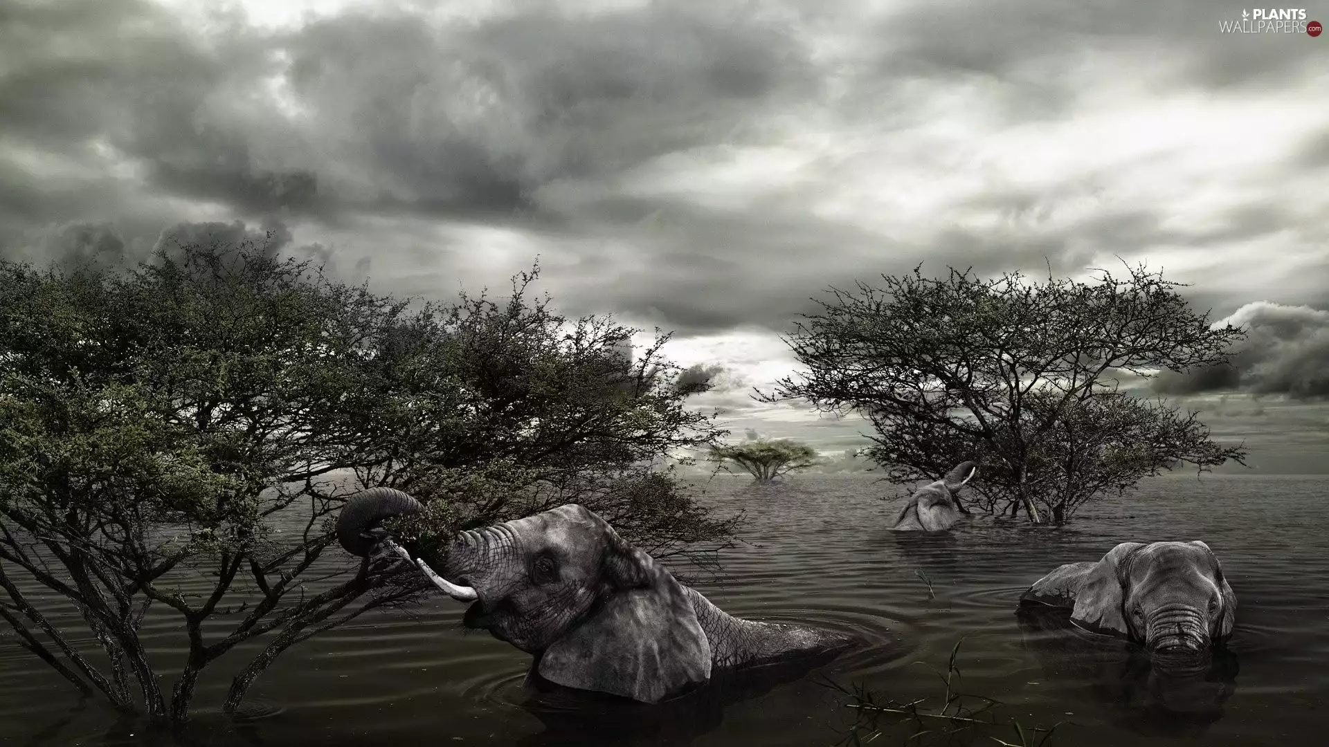 viewes, clouds, Elephants, trees, flood