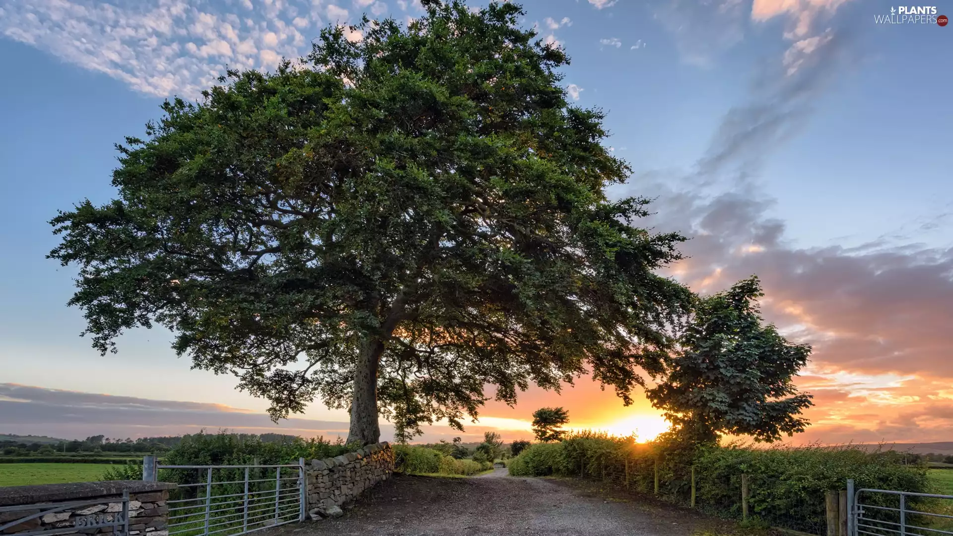trees, Way, Sunrise, clouds, viewes, fence